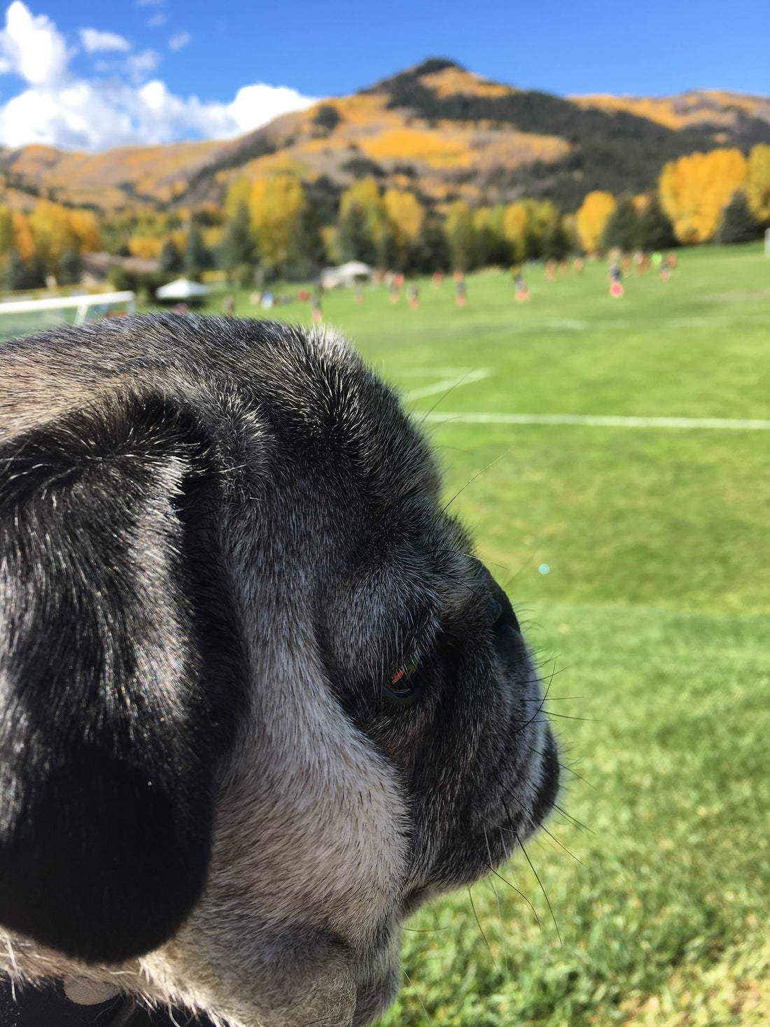 Goal Dog Red Soccer Collar