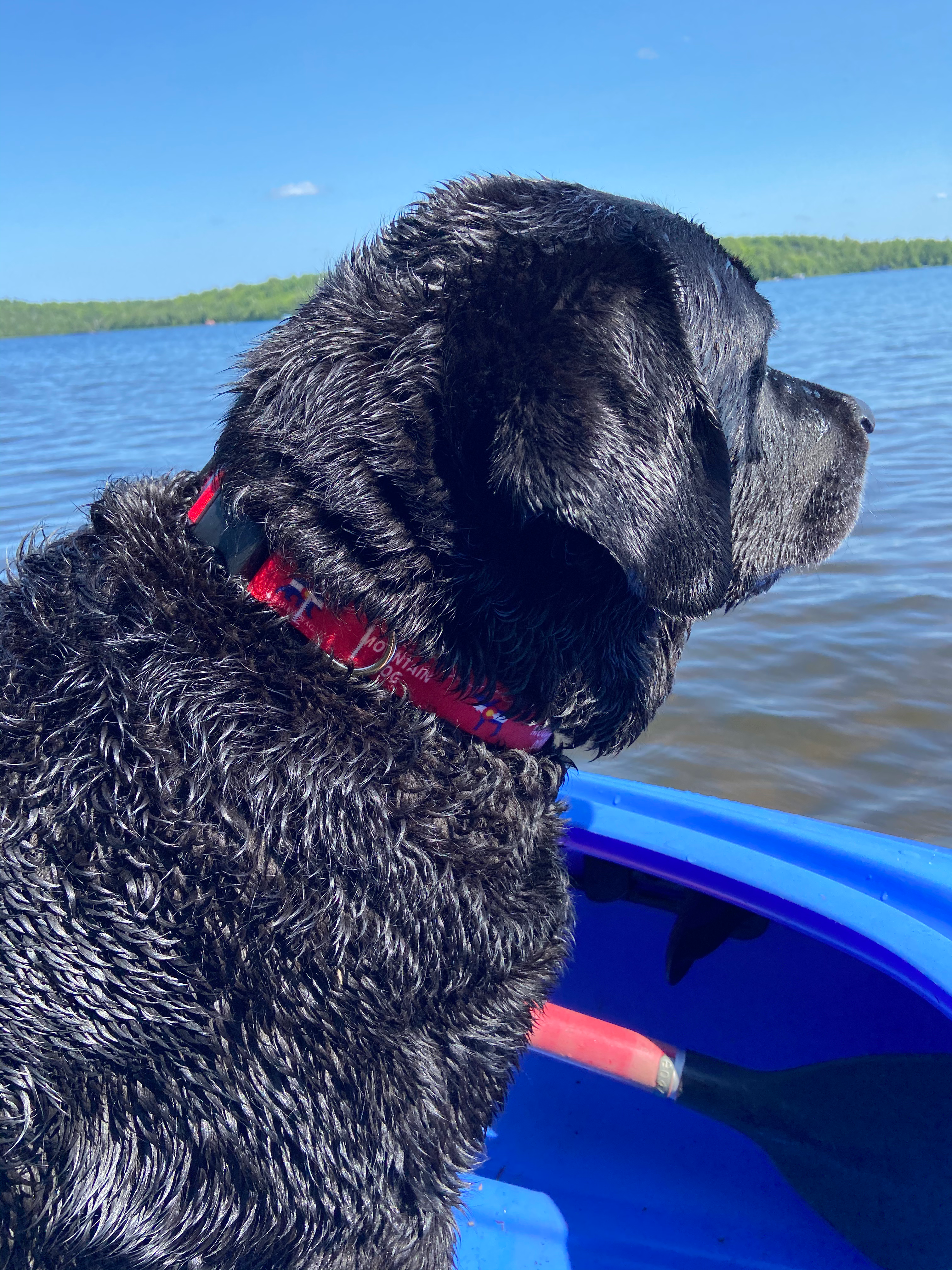 Colorado Mountain Dog Bear & Moose Collar image 3