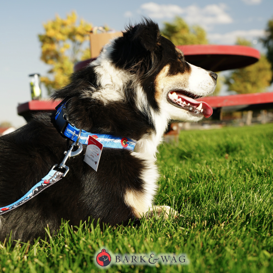Colorado Flag Collar image 1