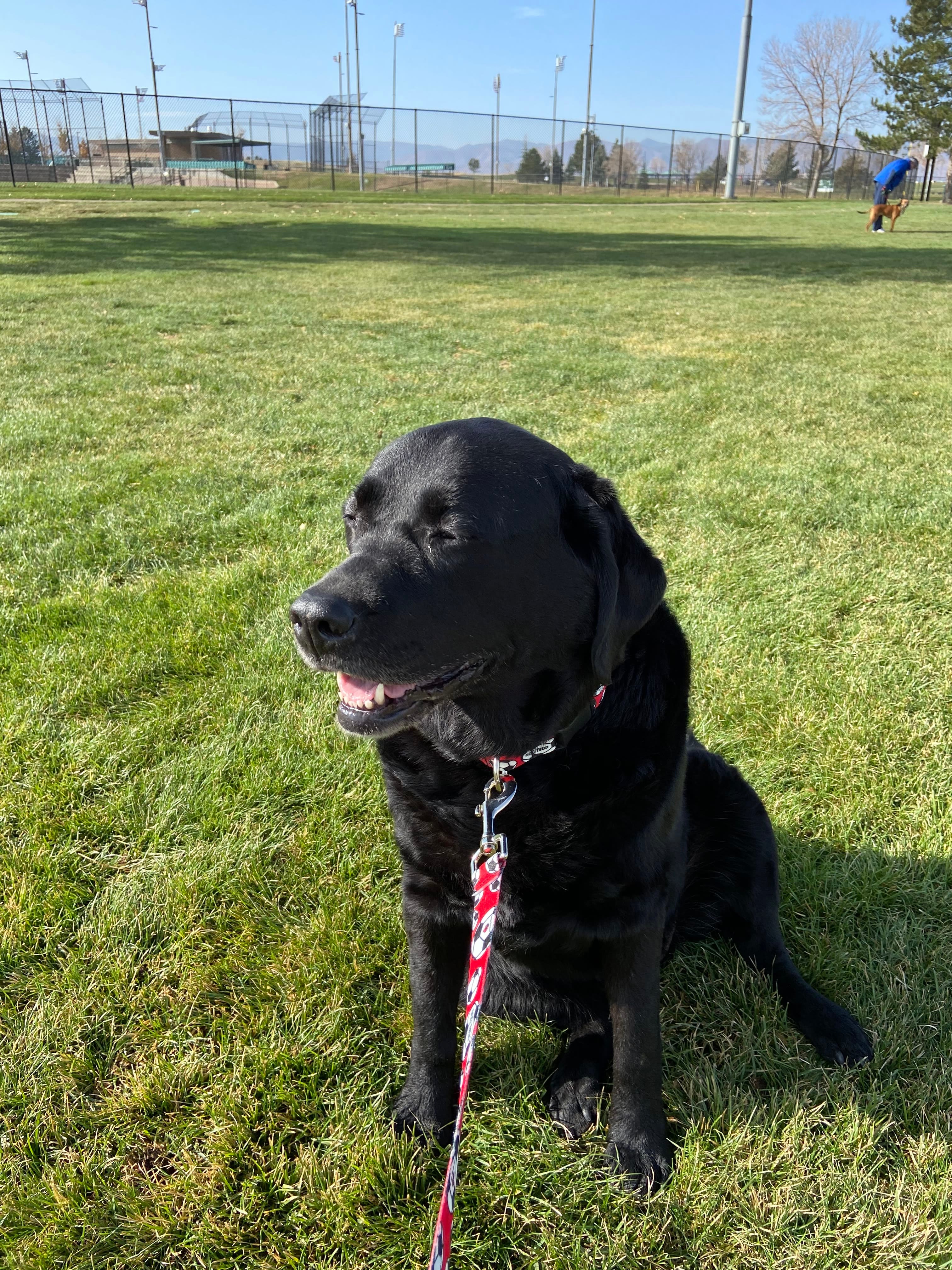 Goal Dog Red Soccer Leash