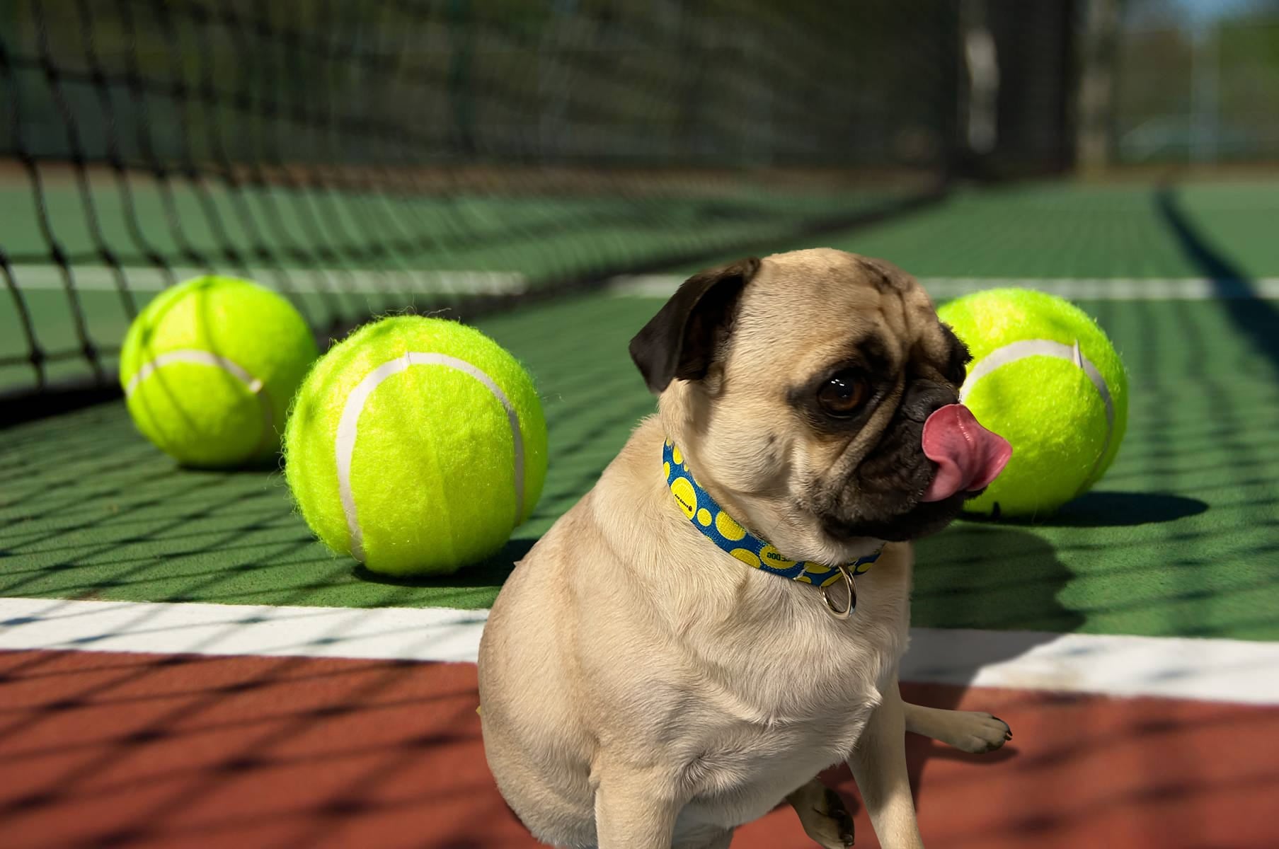 Ace Dog Pink Tennis Leash