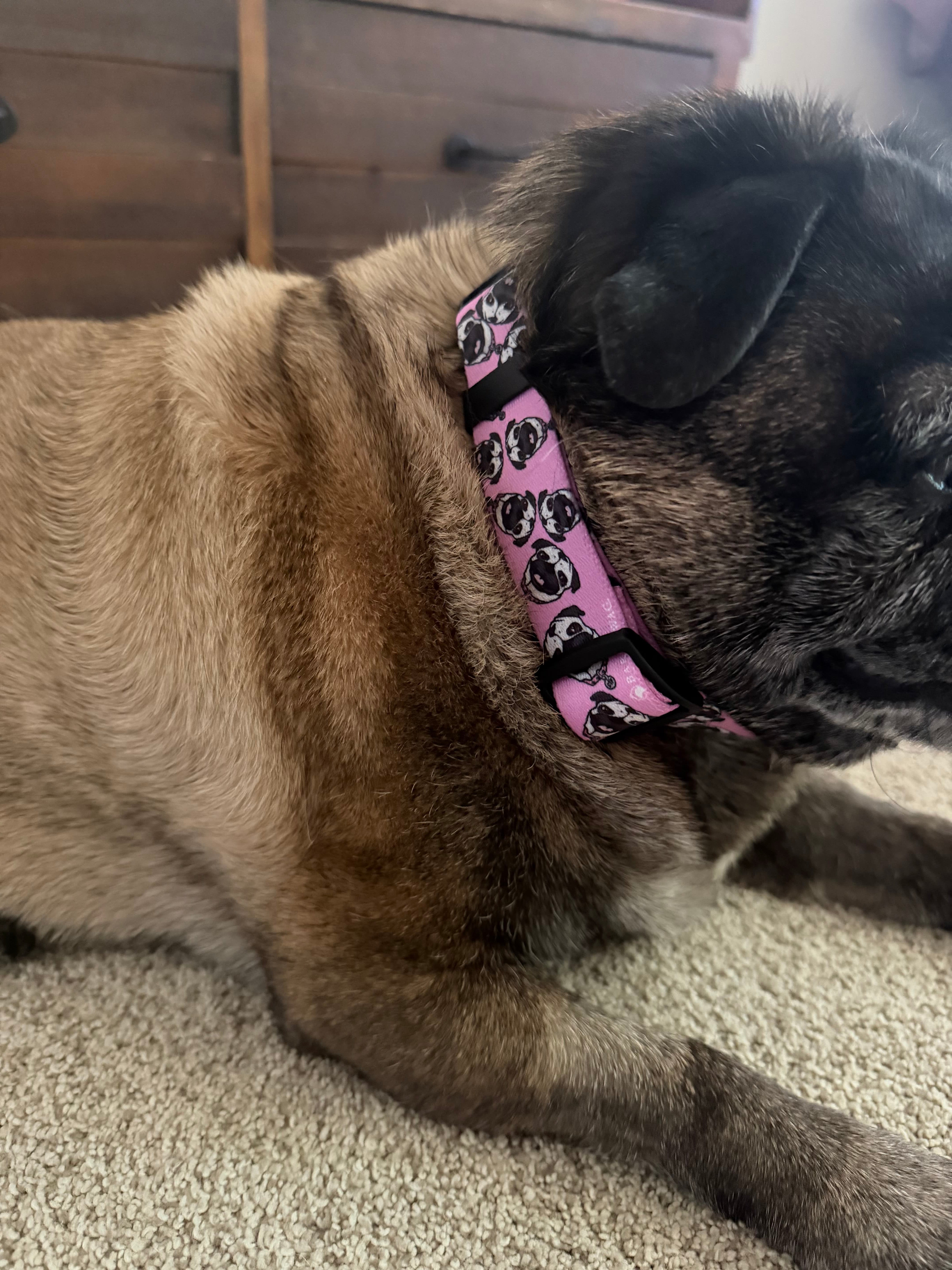 Chuck the Pug Pink Collar
