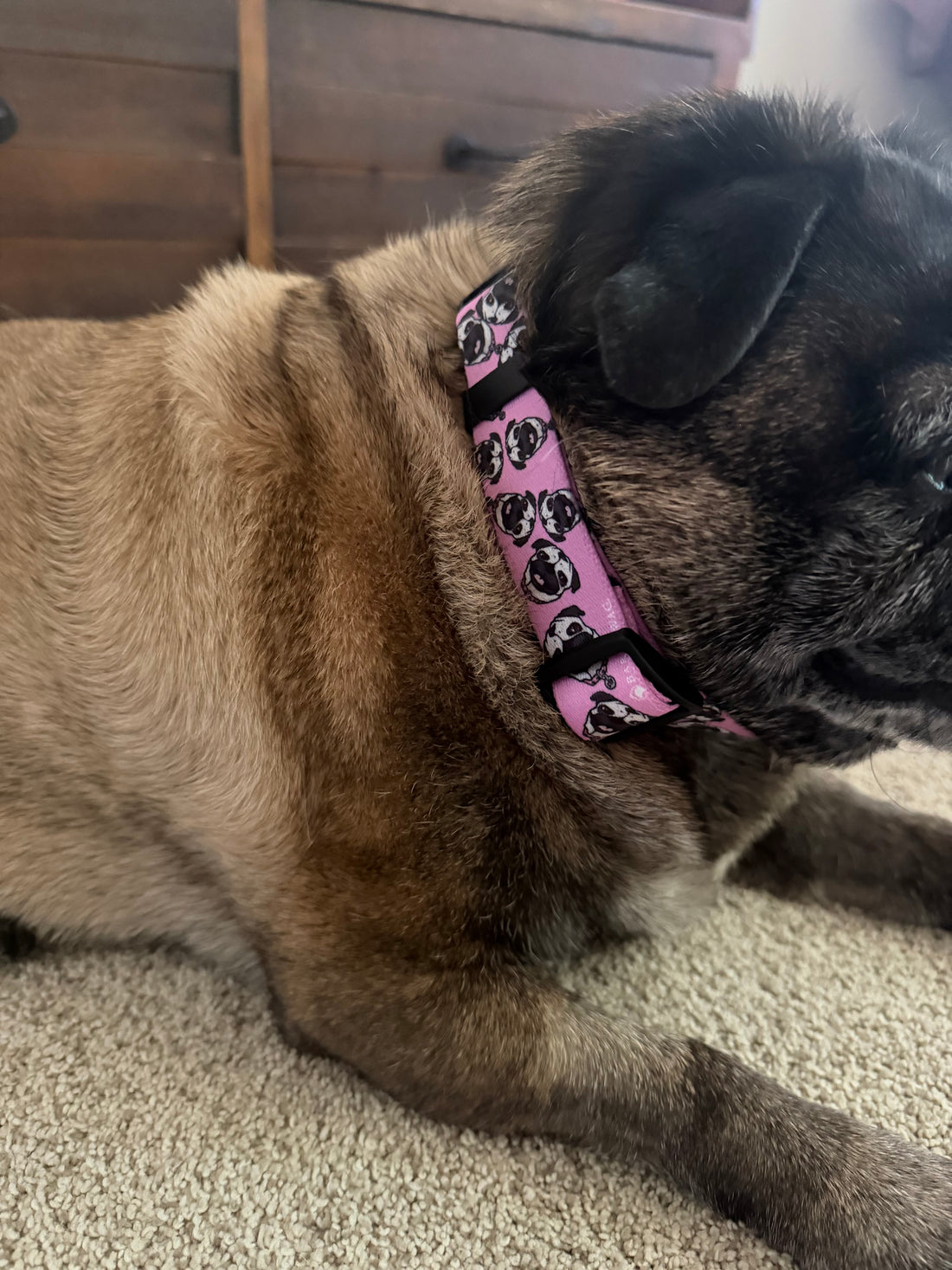 Chuck the Pug Pink Collar