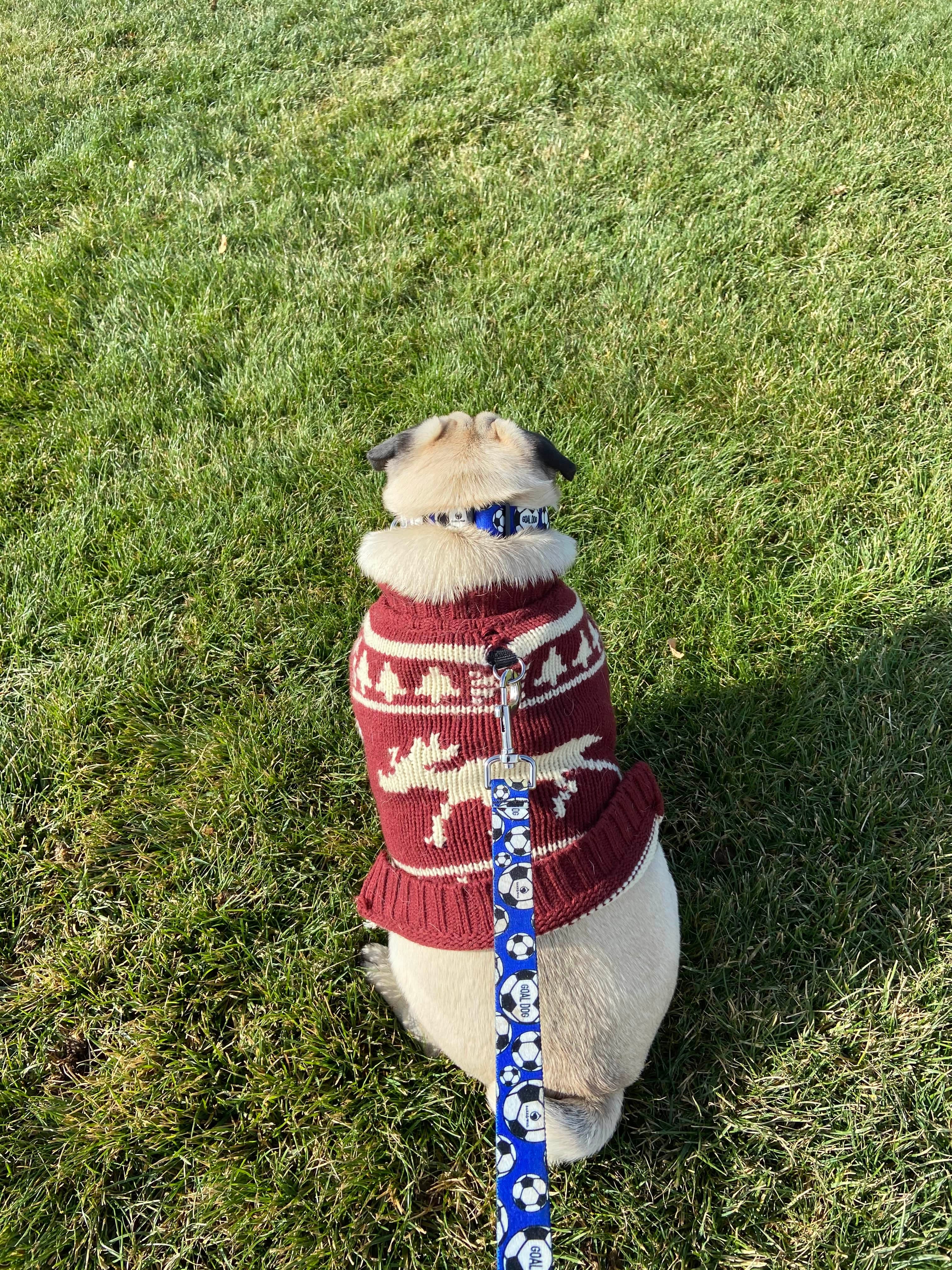 Goal Dog Blue Soccer Collar