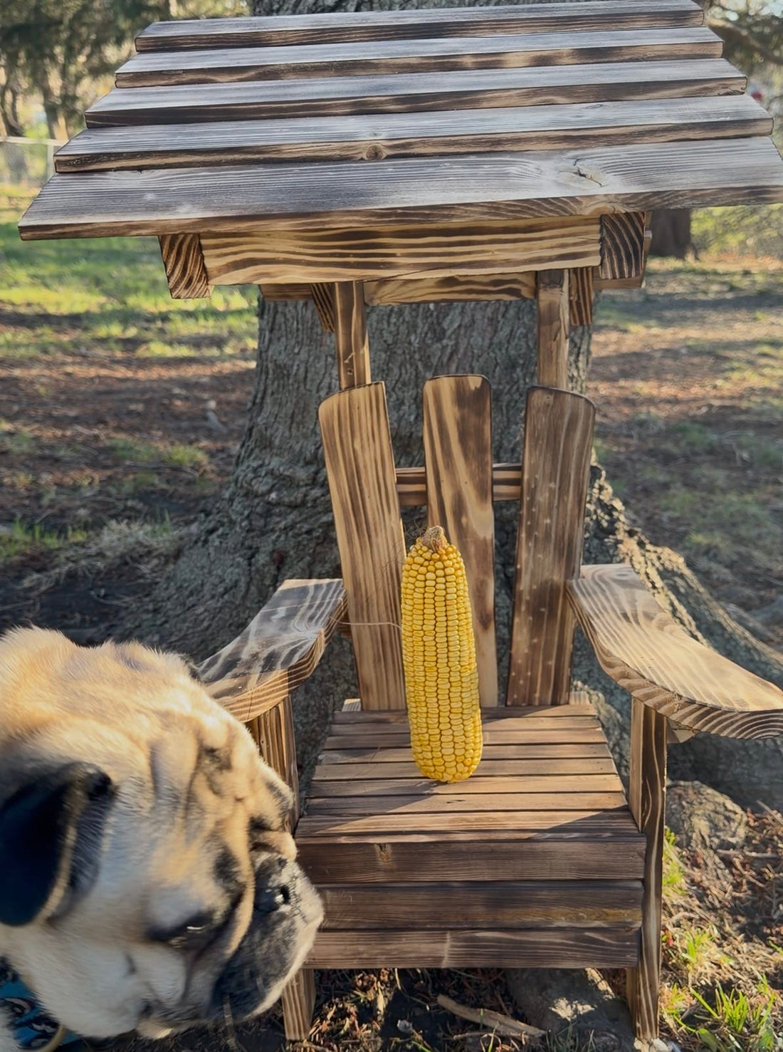 Corn Throne Royale - Covered Squirrel Feeder Chair