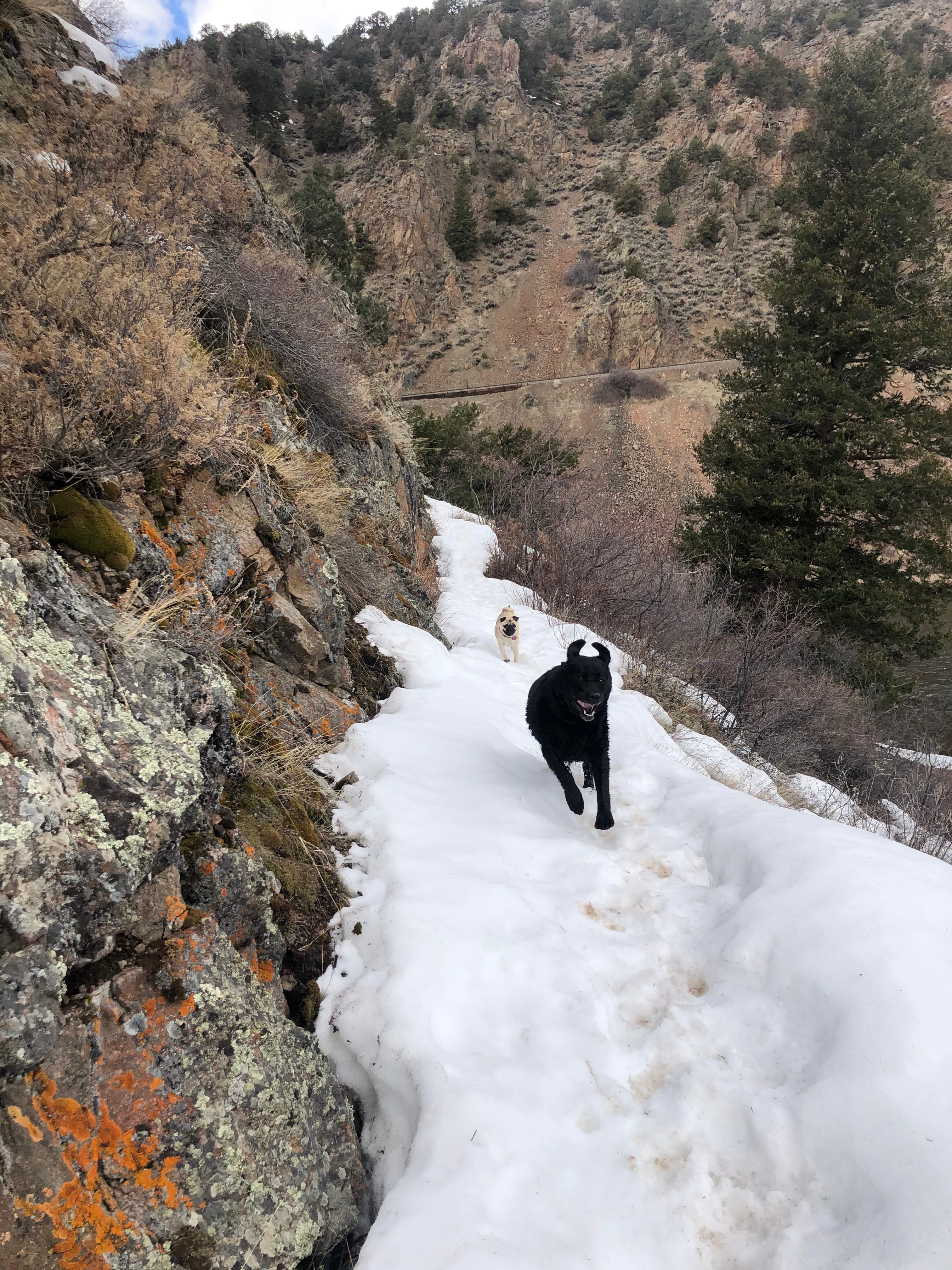 Skier Downhill Dog Collar