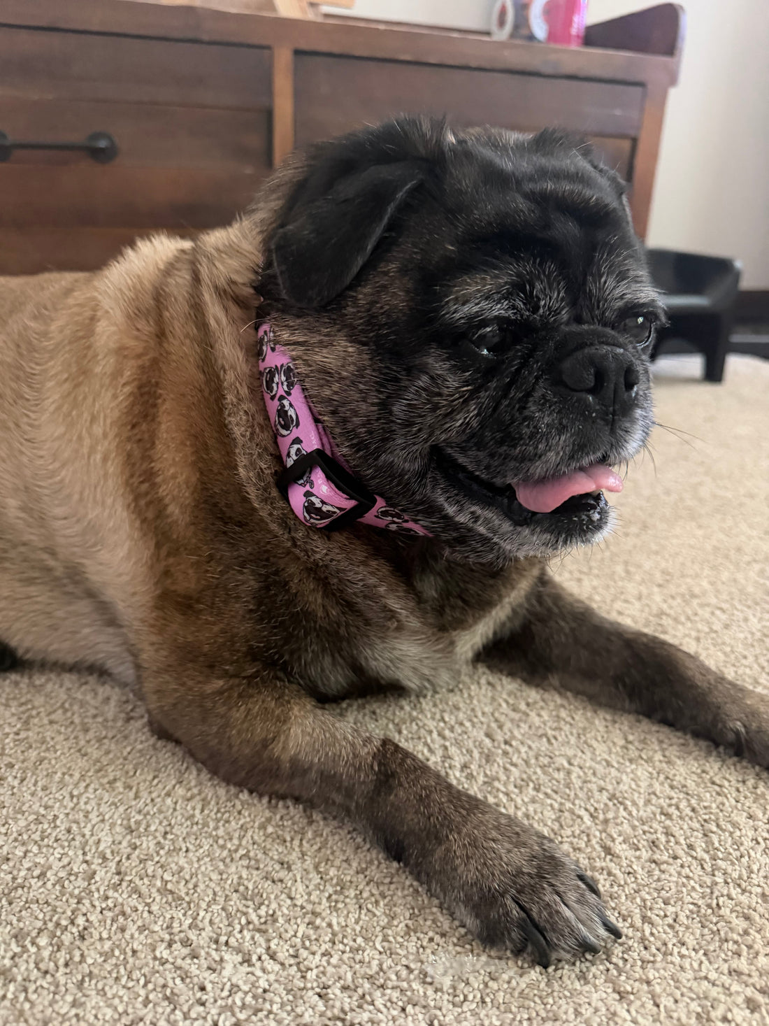 Chuck the Pug Pink Collar