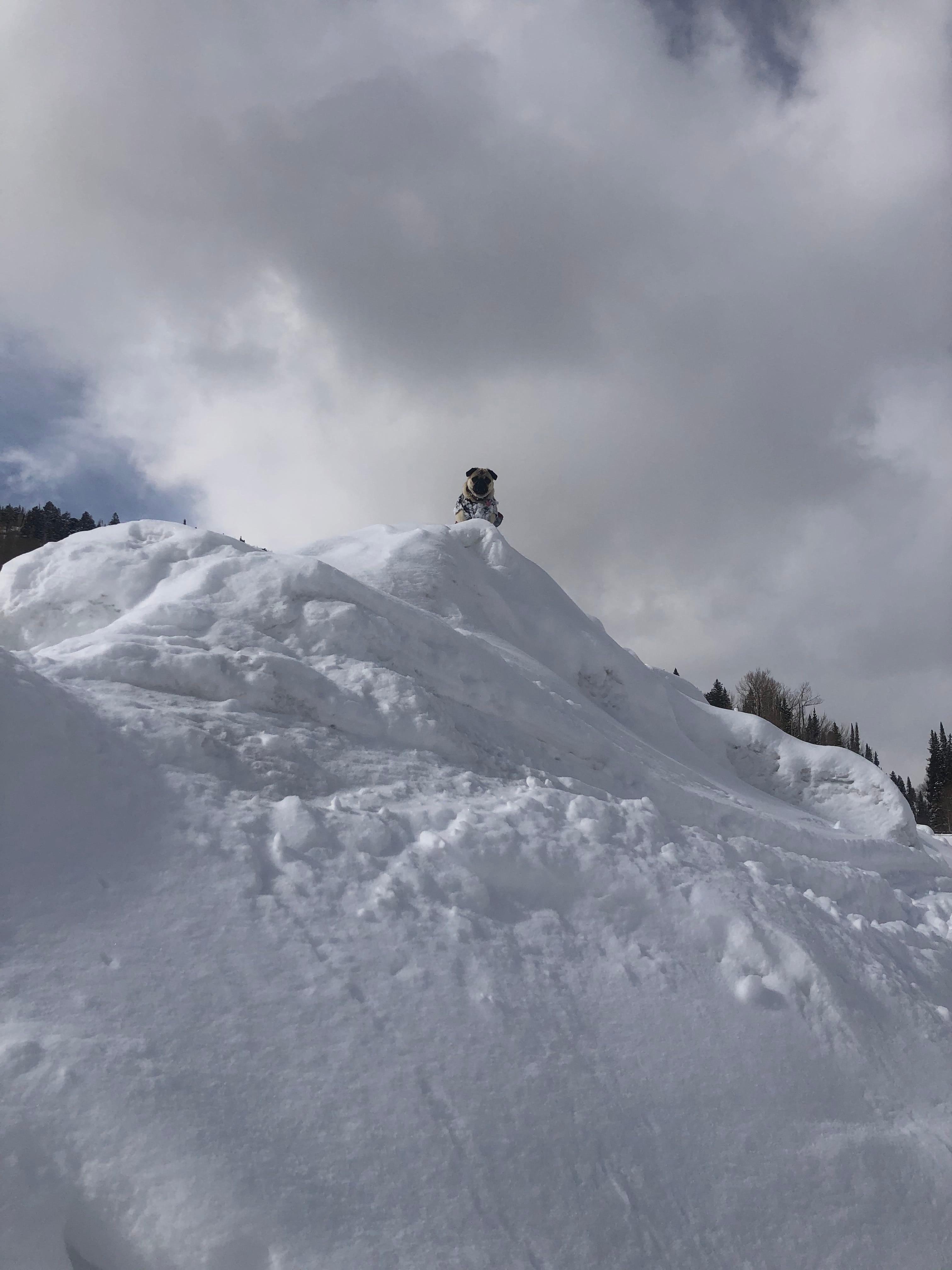 Skier Downhill Dog Collar