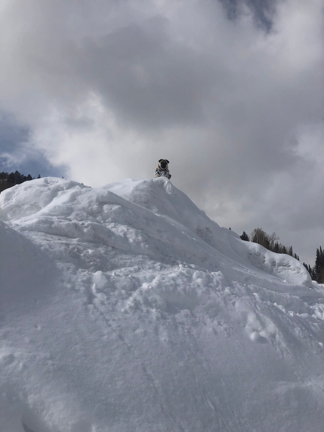 Skier Downhill Dog Collar