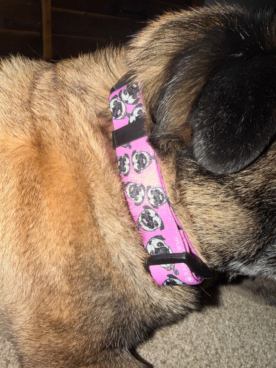 Chuck the Pug Pink Collar