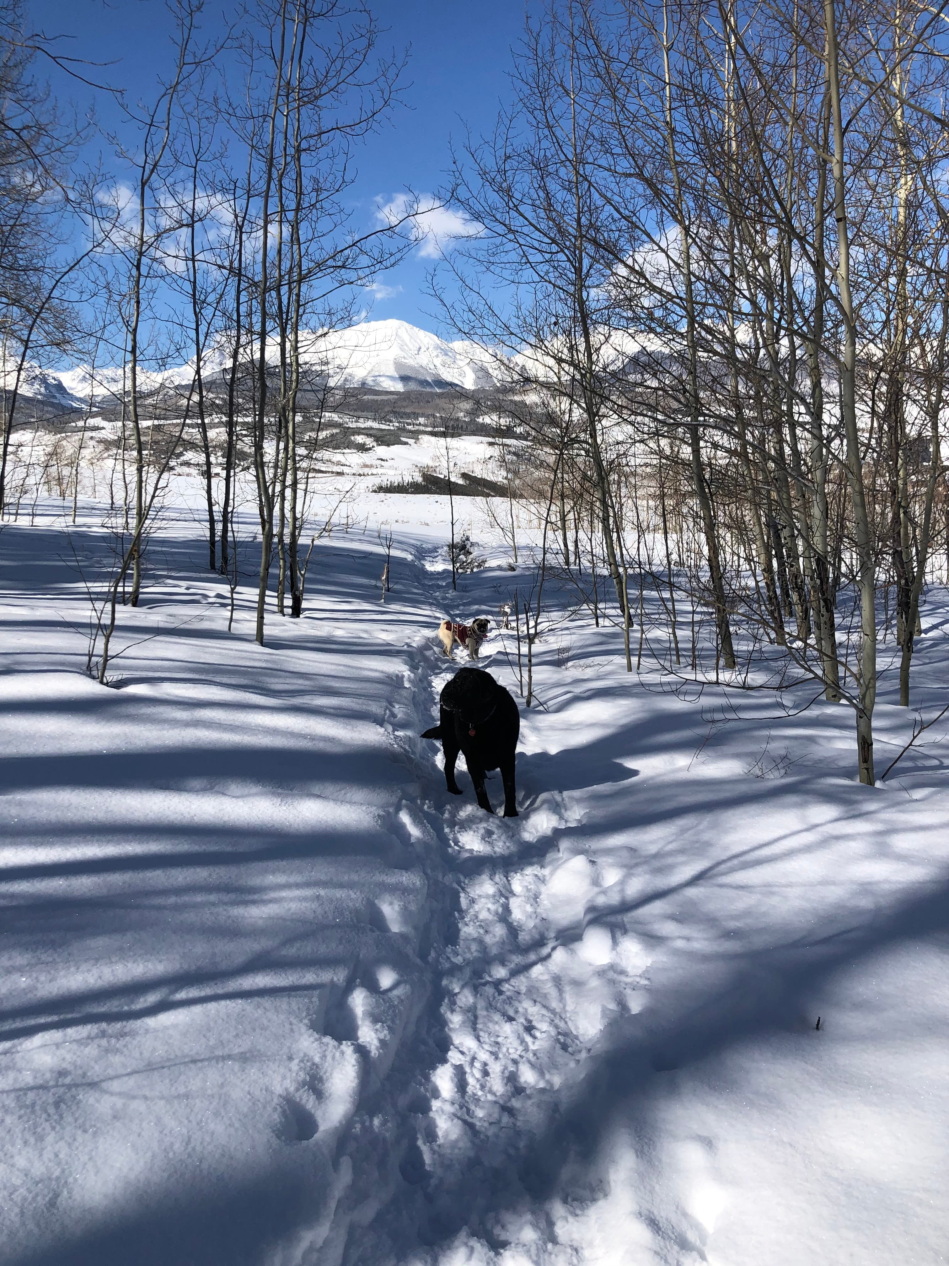 Take a Hike Dog Leash
