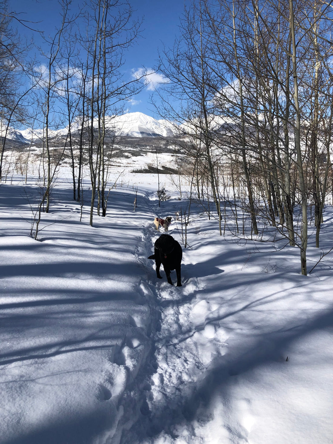 Take a Hike Dog Leash