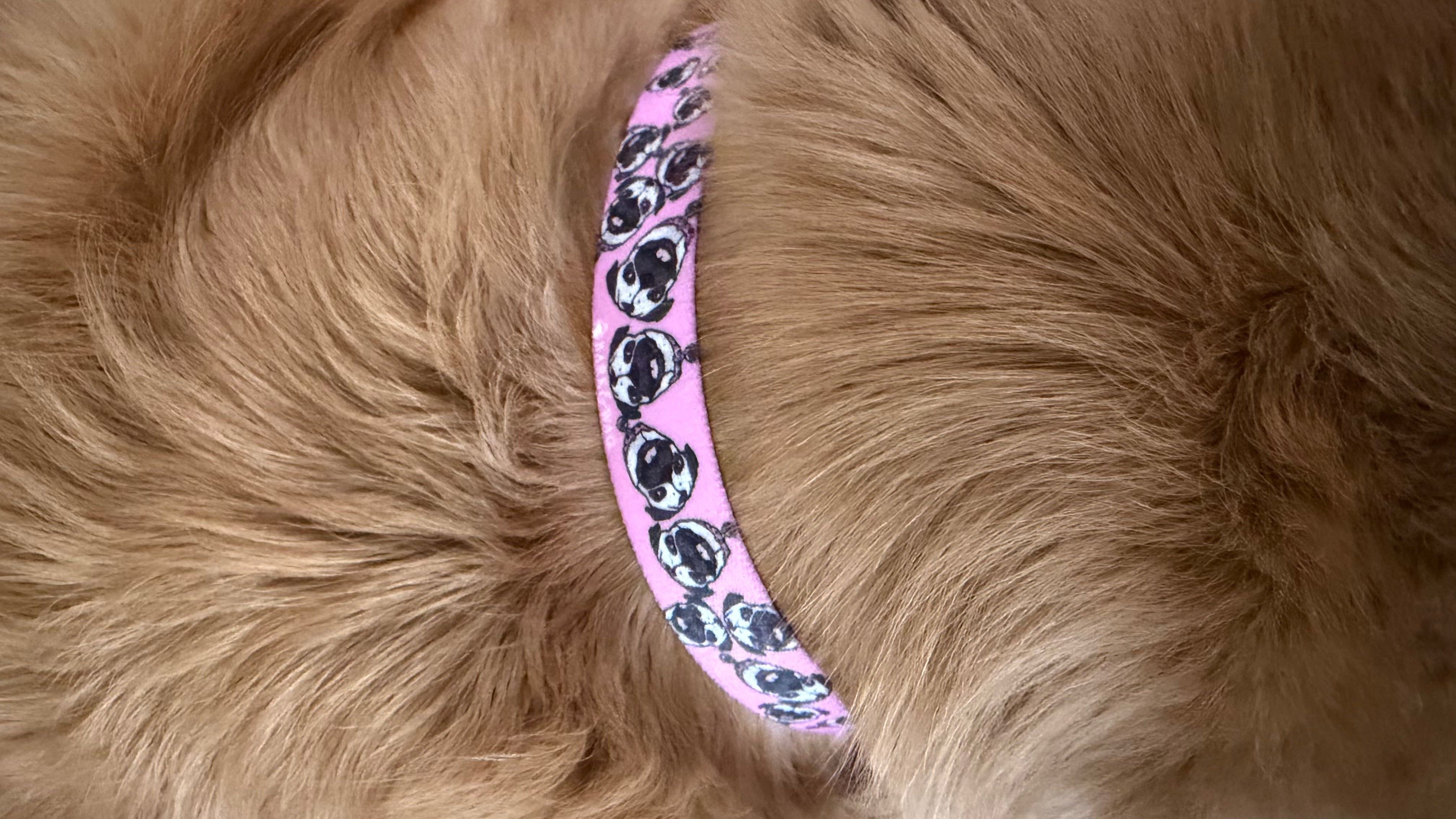 Chuck the Pug Pink Collar