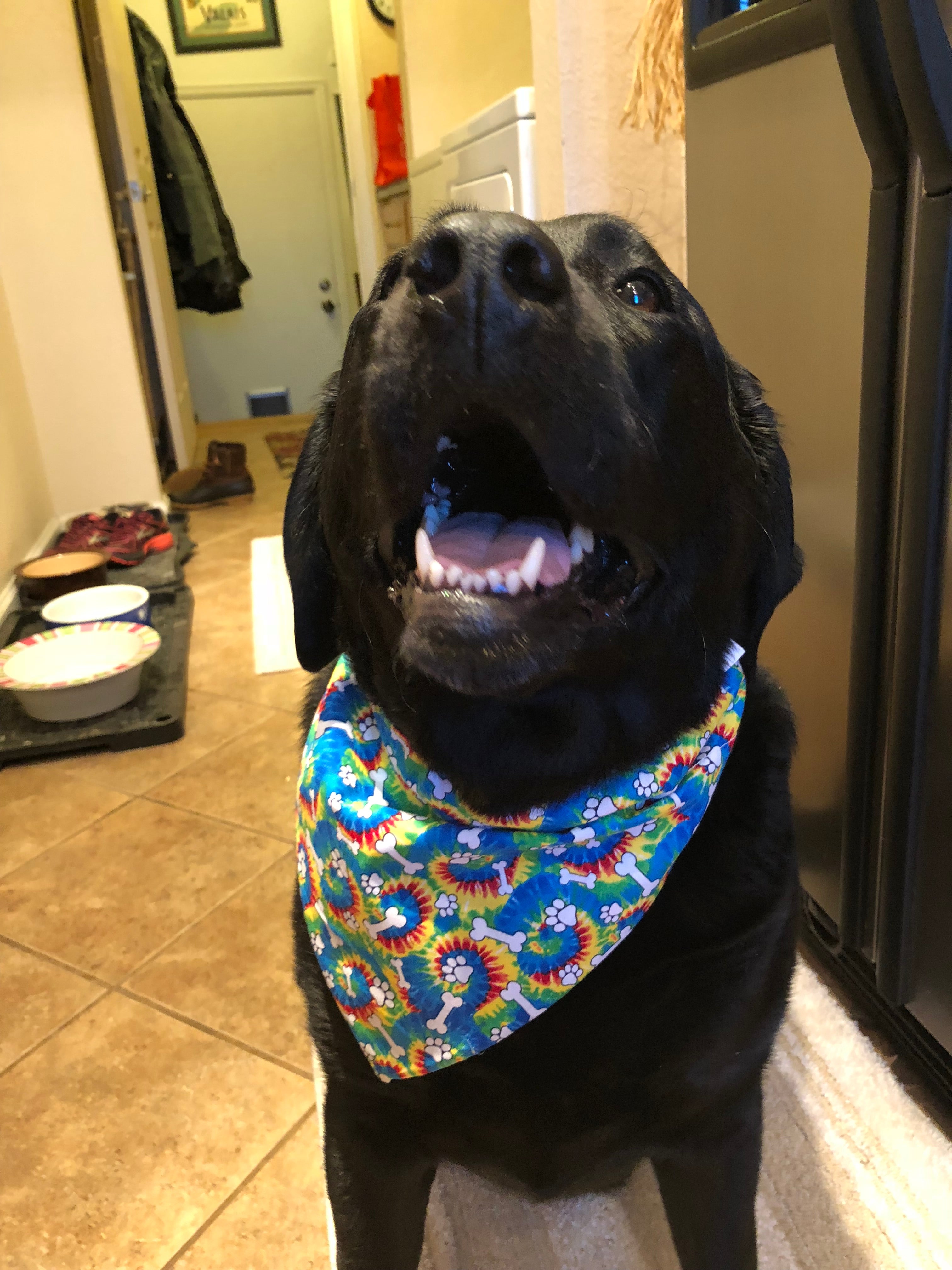 Bandanas