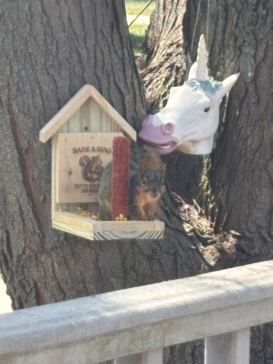 Cob Commander Squirrel Feeder
