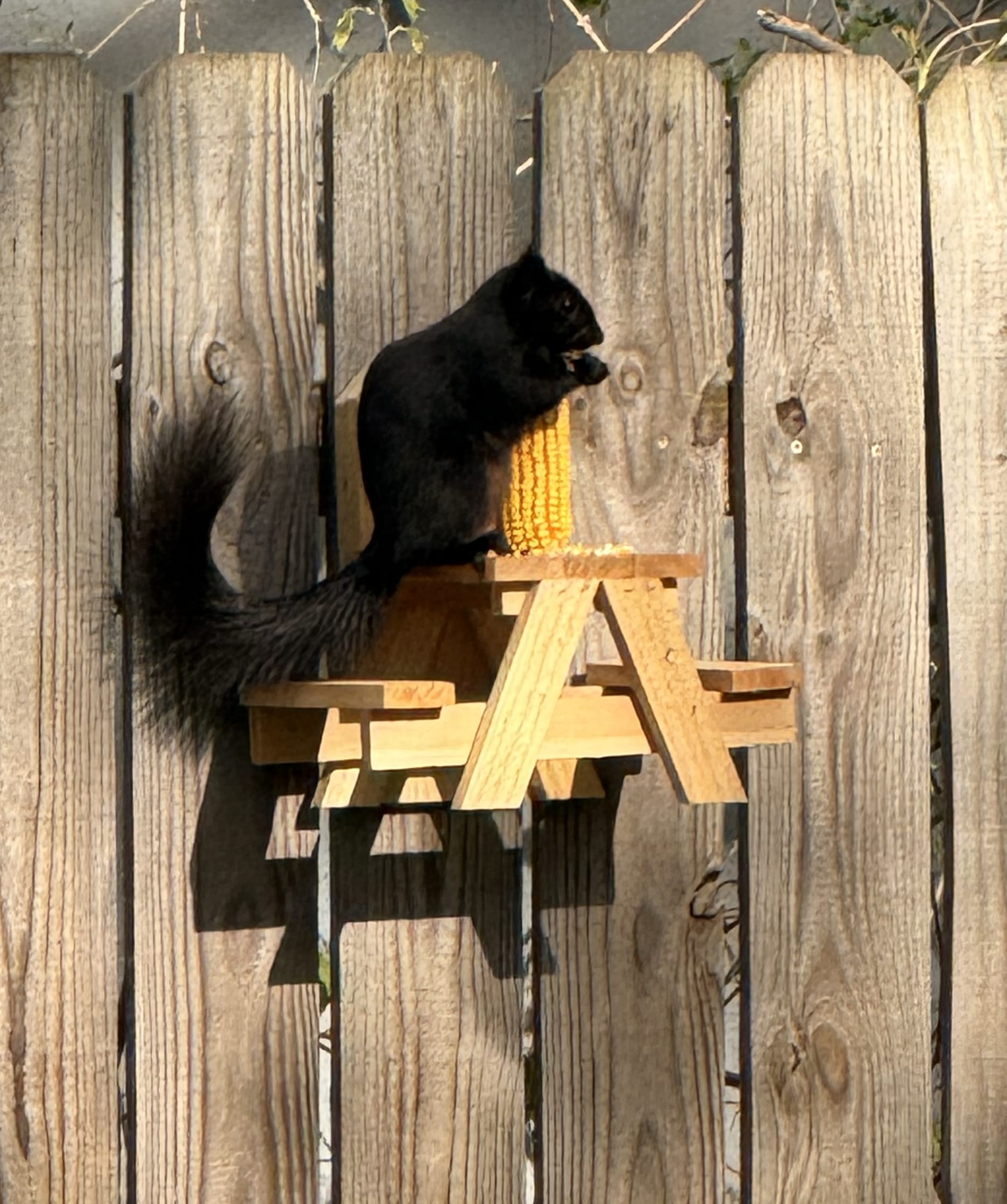 The Squirrel Picnic Table — Squirrel Feeder by Nutty Squirrel Division | Bark & Wag