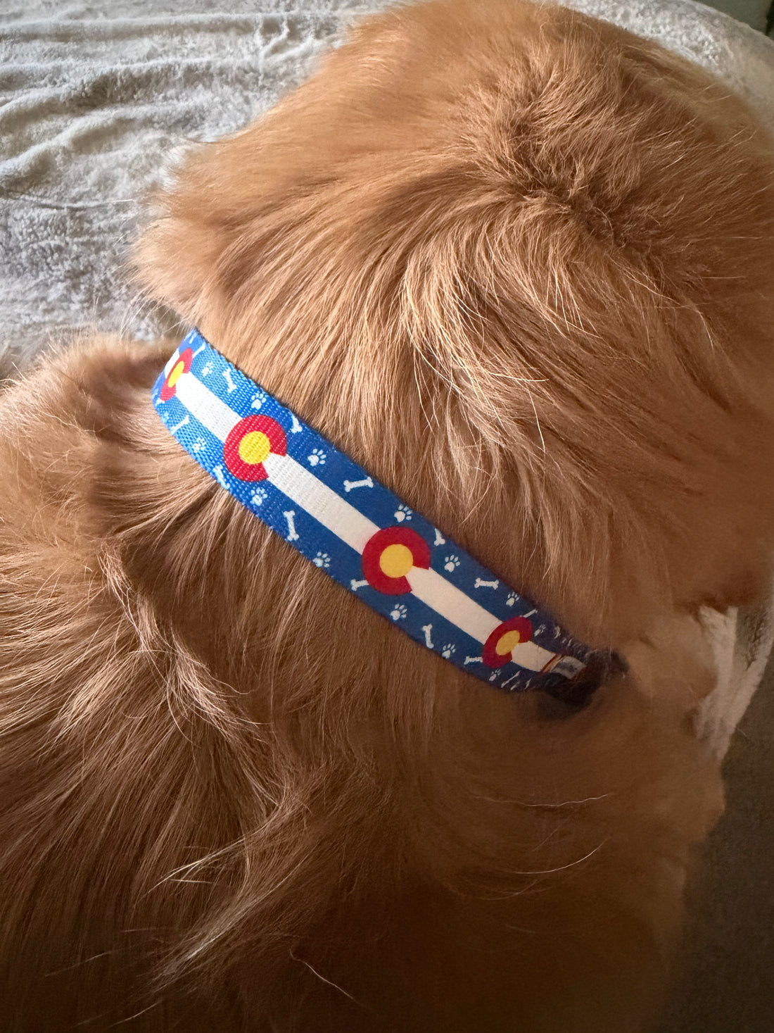 Colorado Paws & Bones in Blue Collar