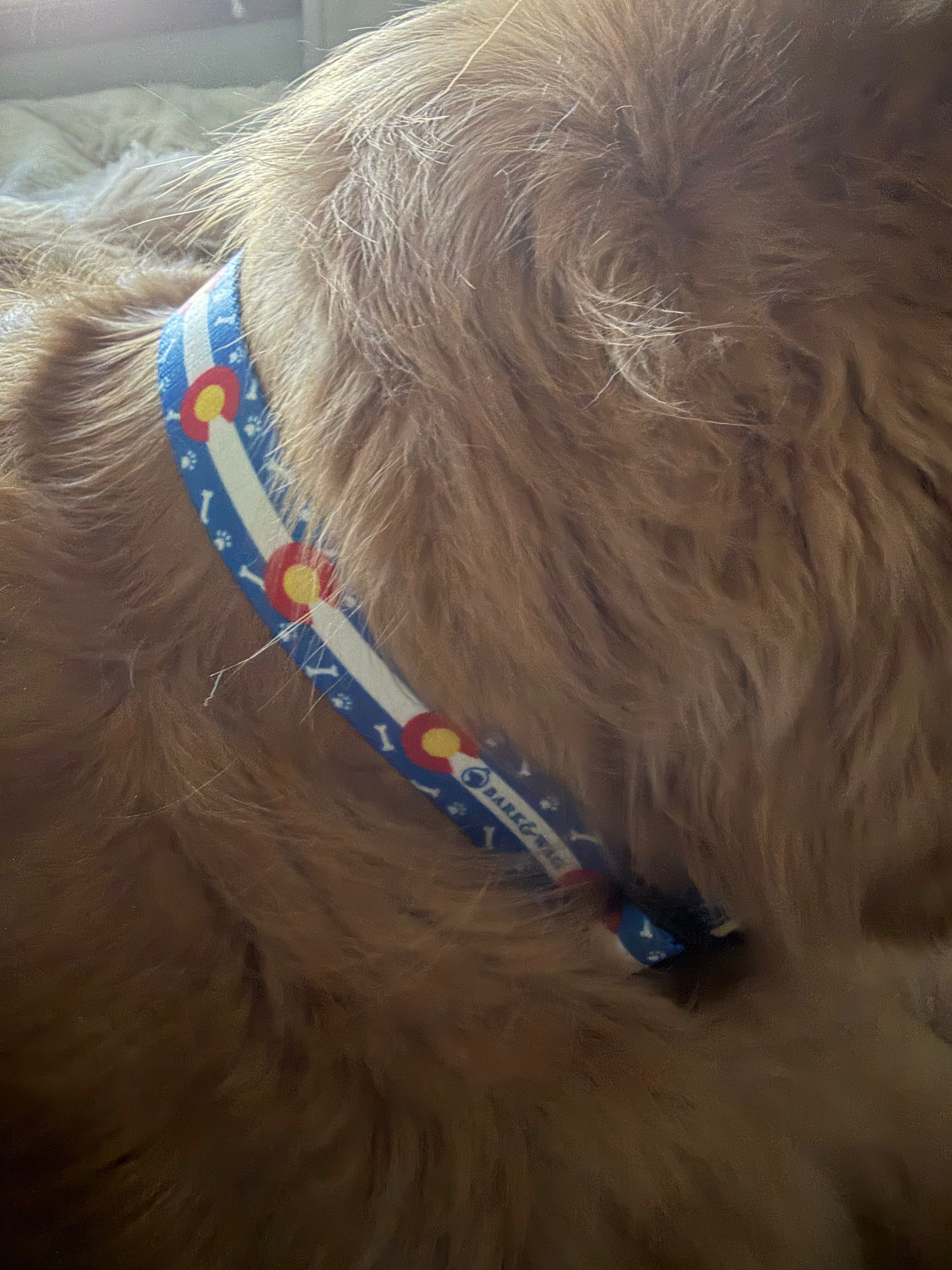 Colorado Paws & Bones in Blue Collar