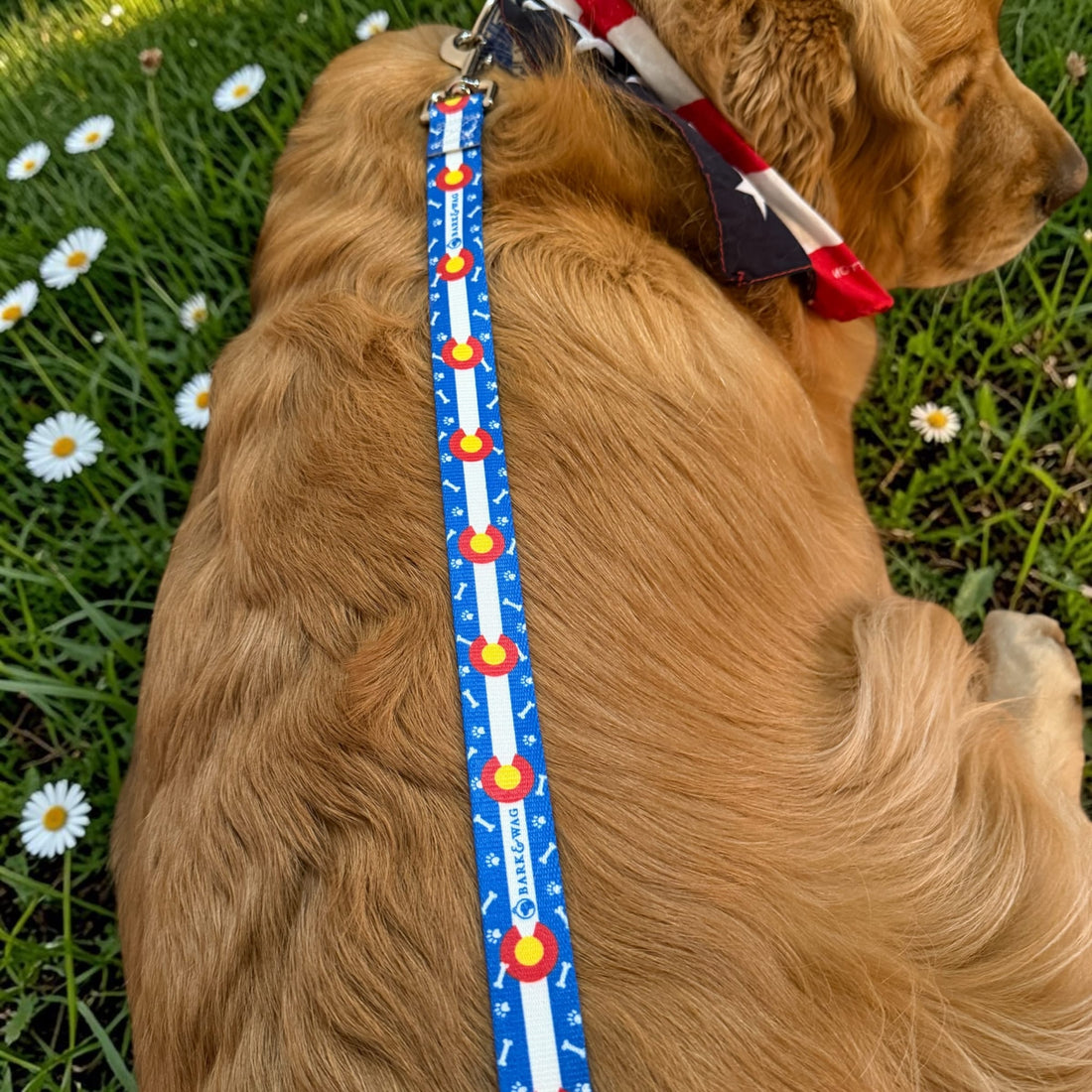 Colorado Paws & Bones in Blue Leash