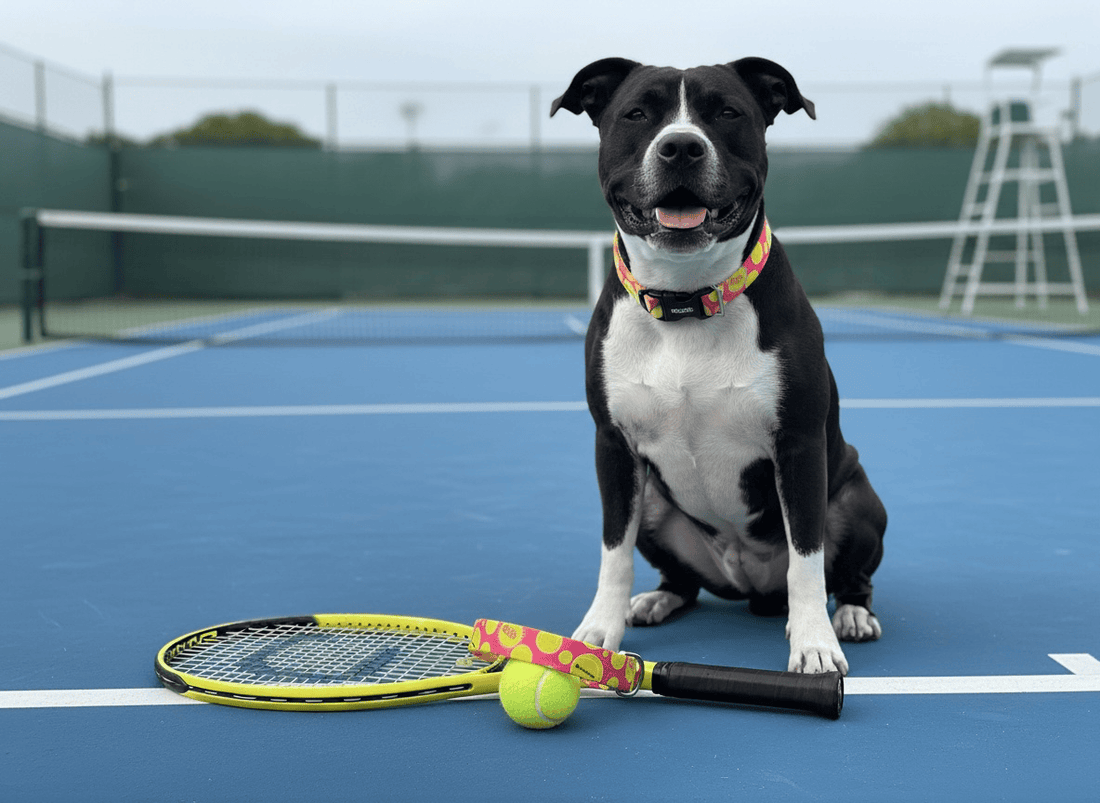 Ace Dog Pink Tennis Collar