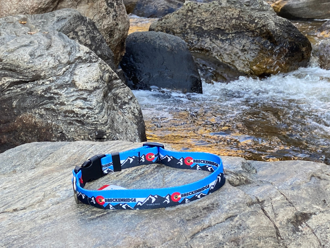 Mountain Dog Blue Collar