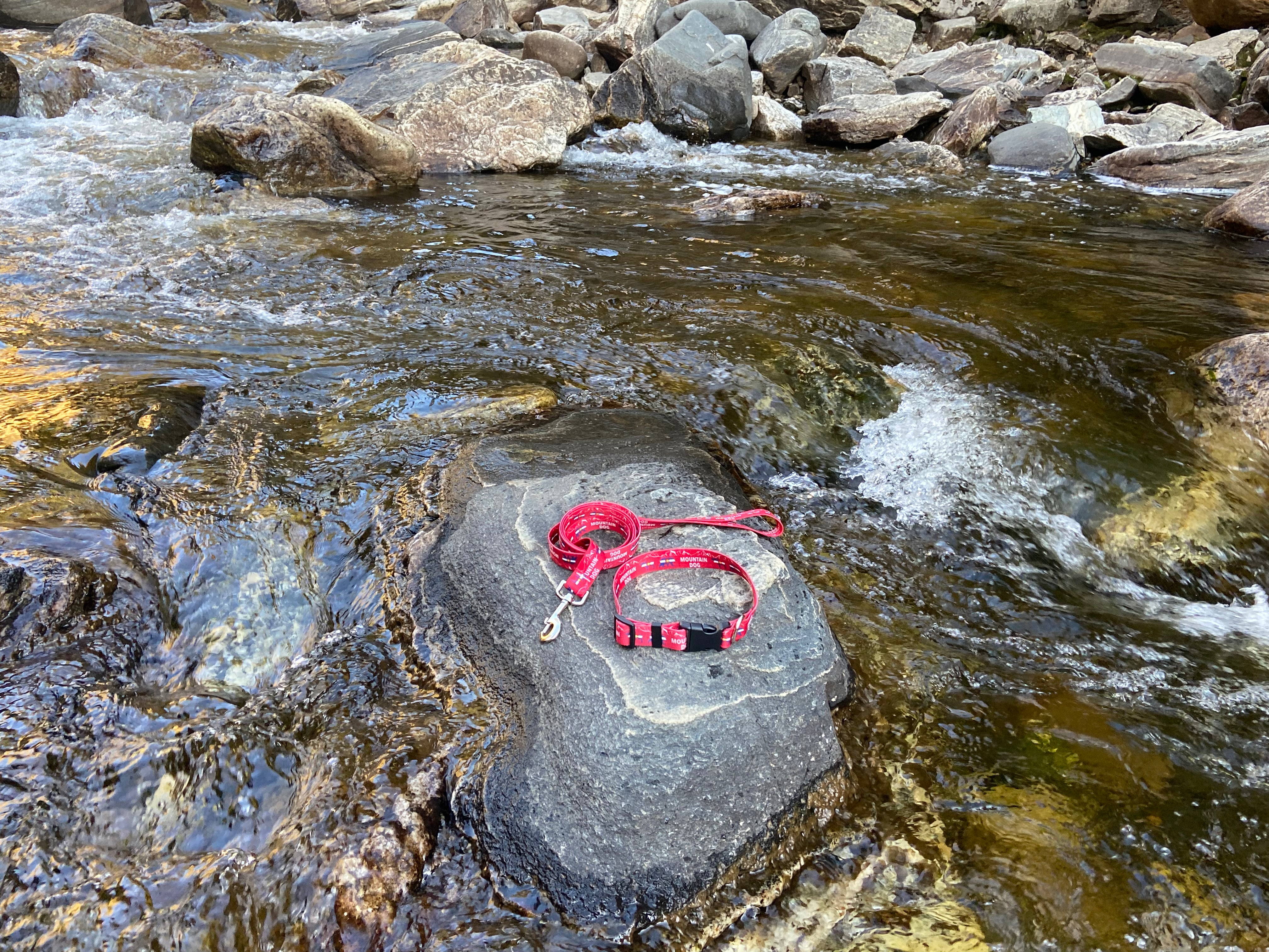 Colorado Mountain Dog Bear & Moose Collar