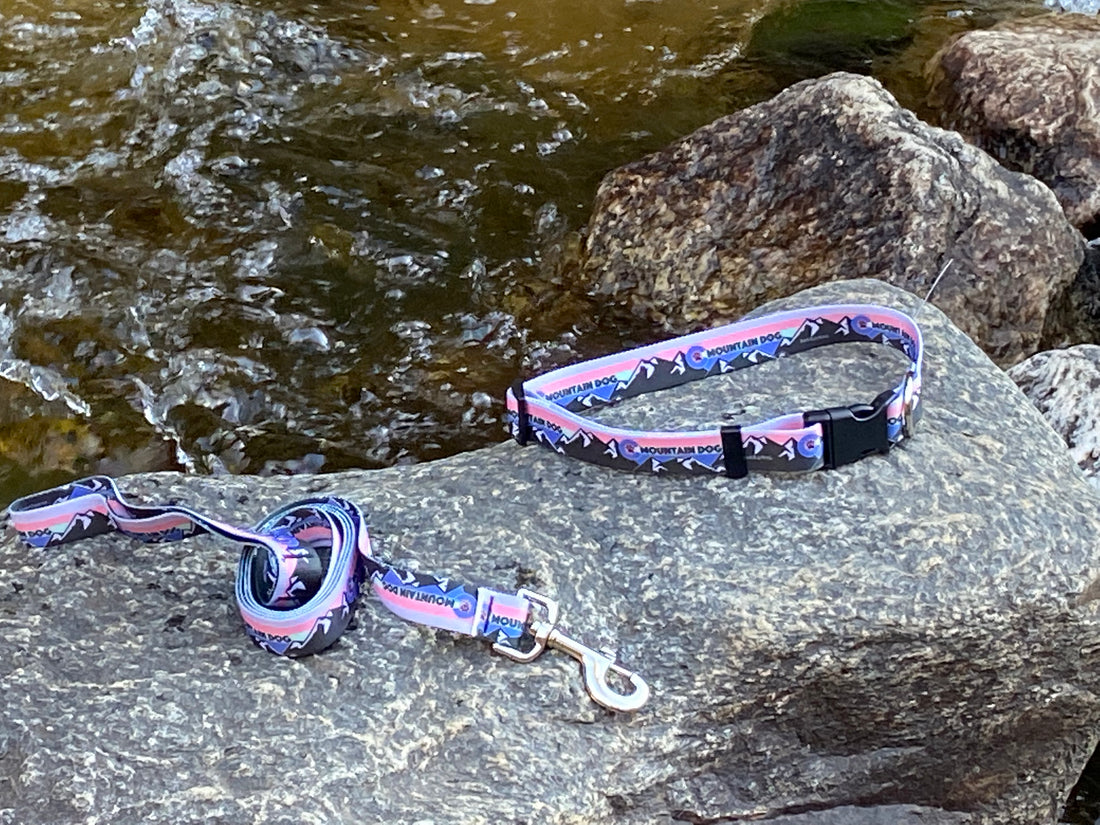 Mountain Dog Pink Collar