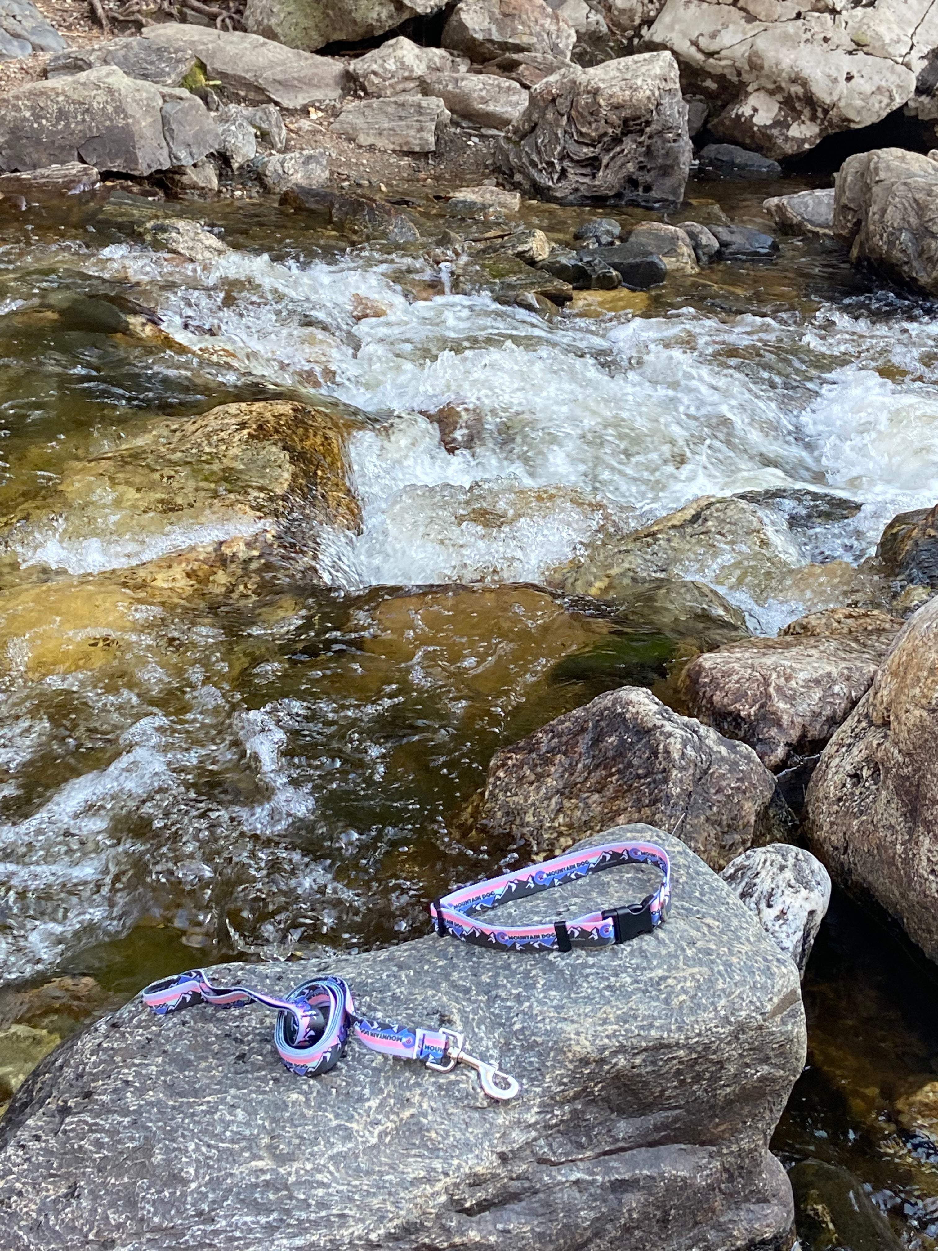 Mountain Dog  Pink Leash