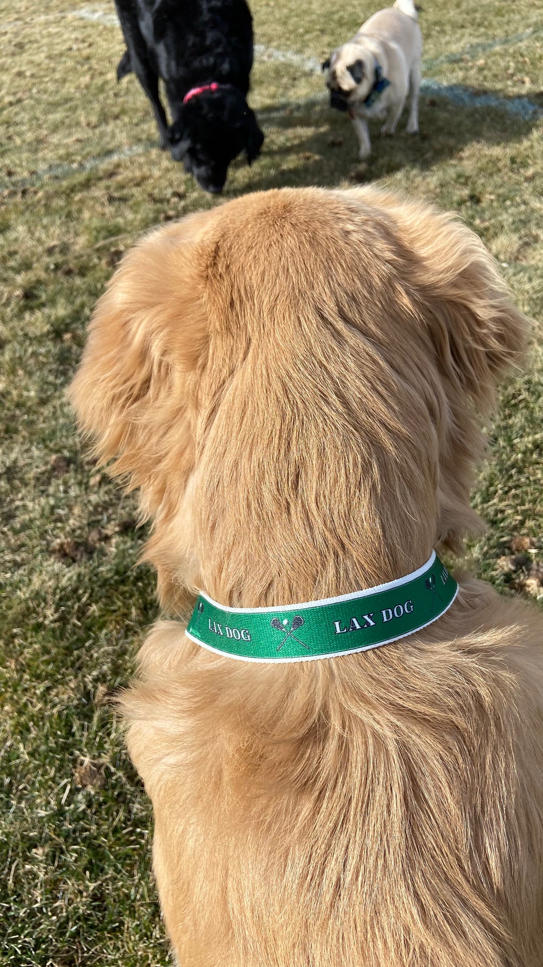 Lacrosse LAX Dog Green Collar
