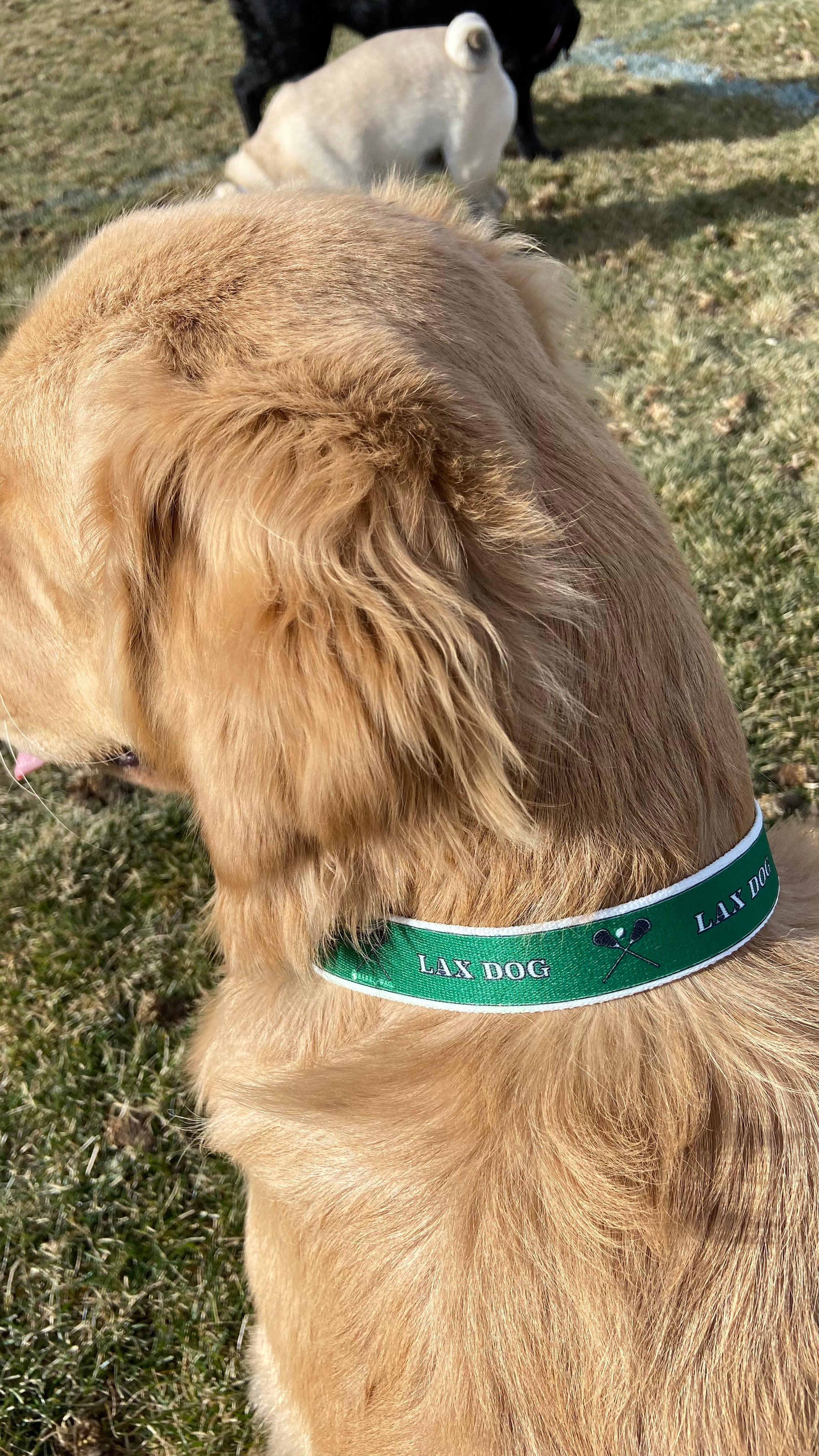 Lacrosse LAX Dog Green Collar