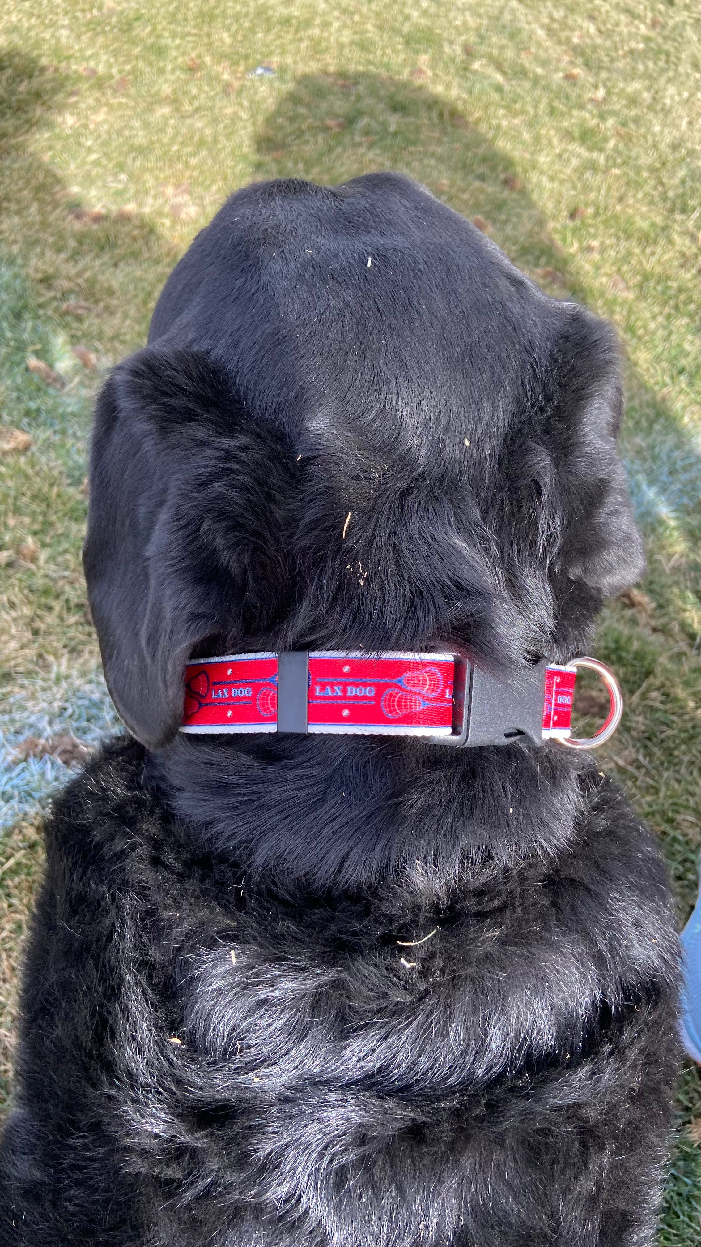 Lacrosse LAX Dog Pink Collar