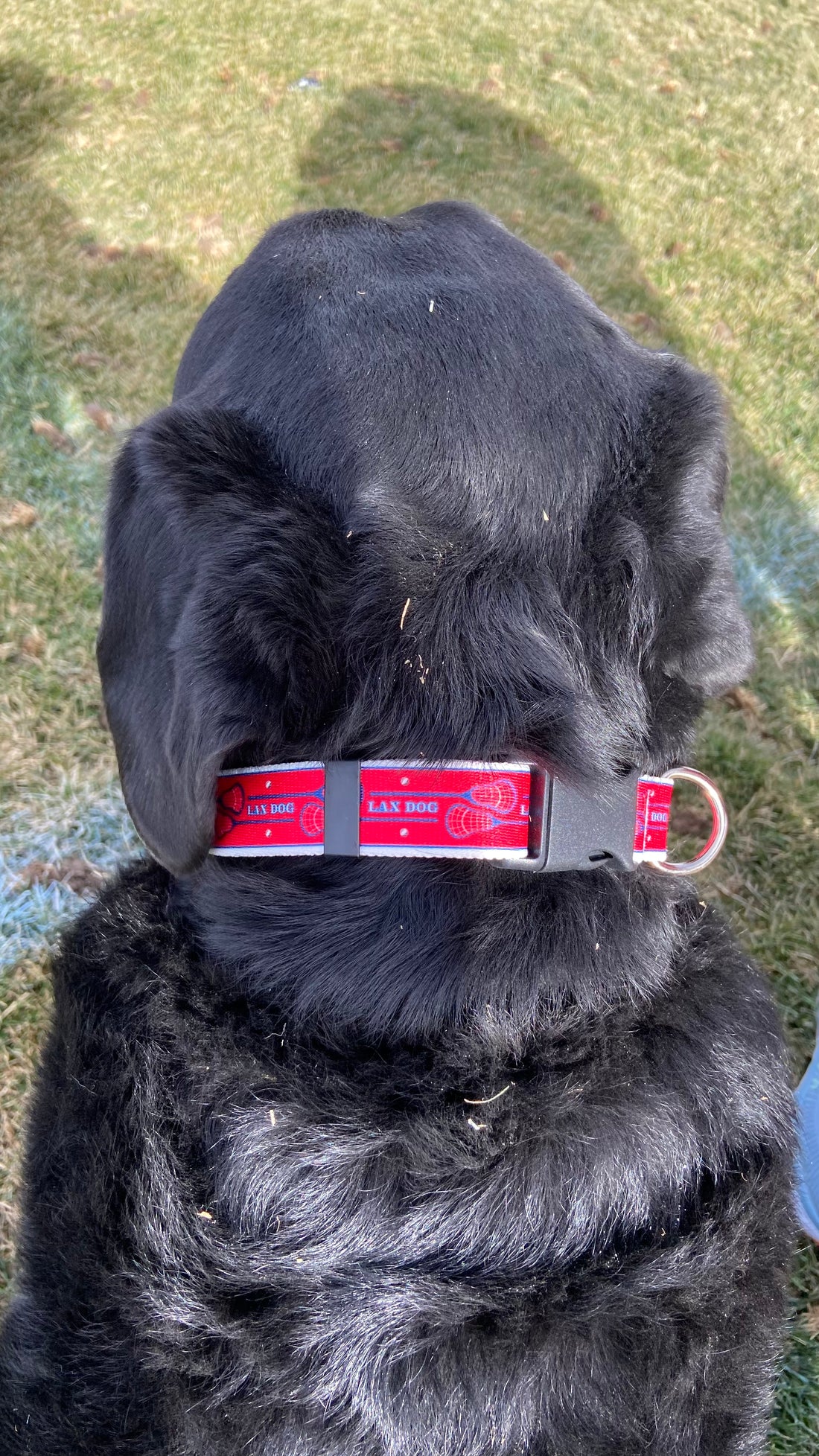 Lacrosse LAX Dog Red Collar