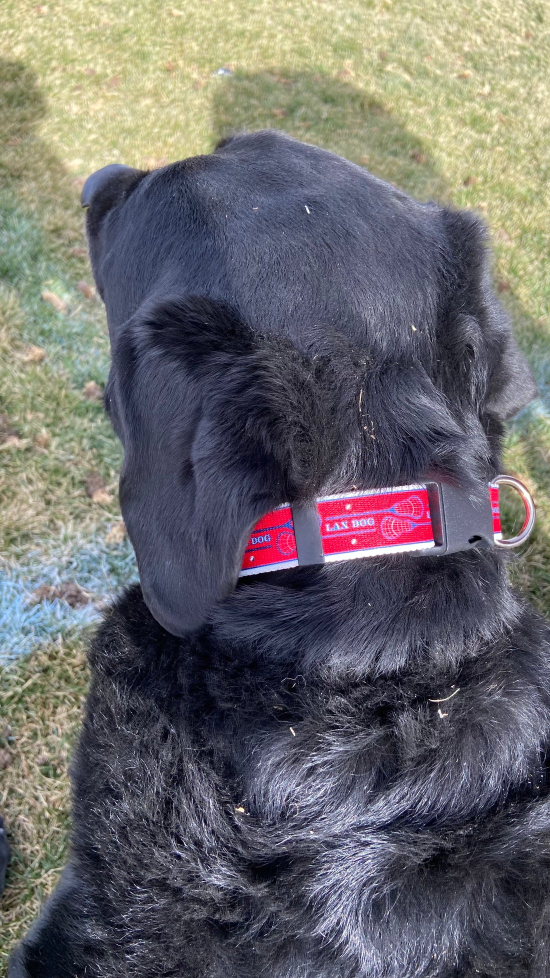 Lacrosse LAX Dog Pink Collar