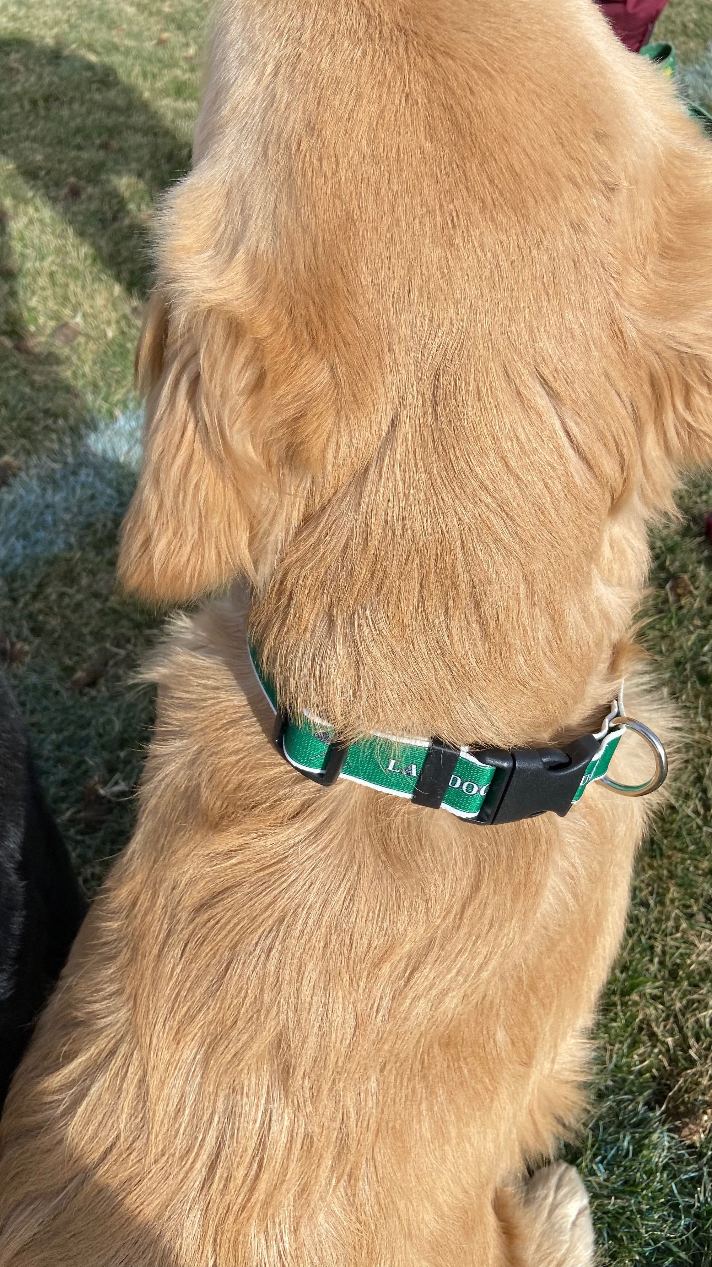Lacrosse LAX Dog Green Collar