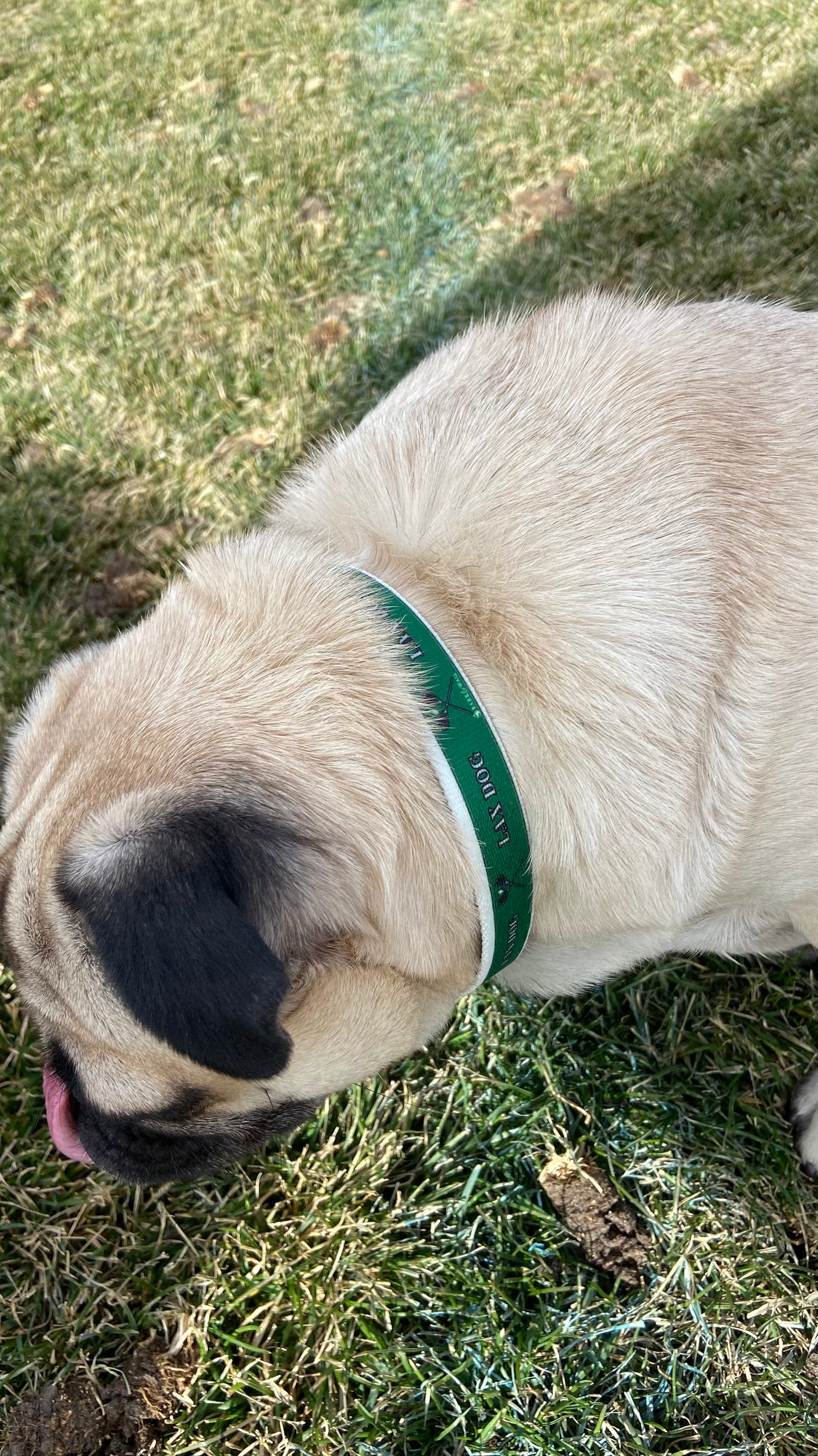 Lacrosse LAX Dog Green Collar
