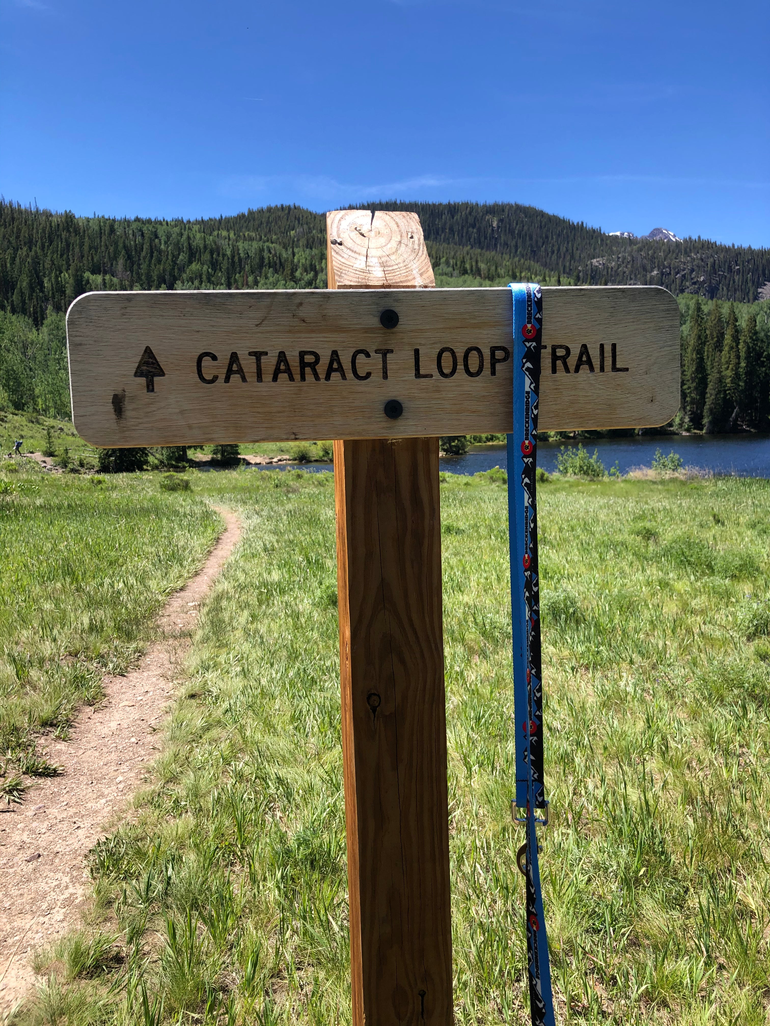 Mountain Dog  Blue Leash