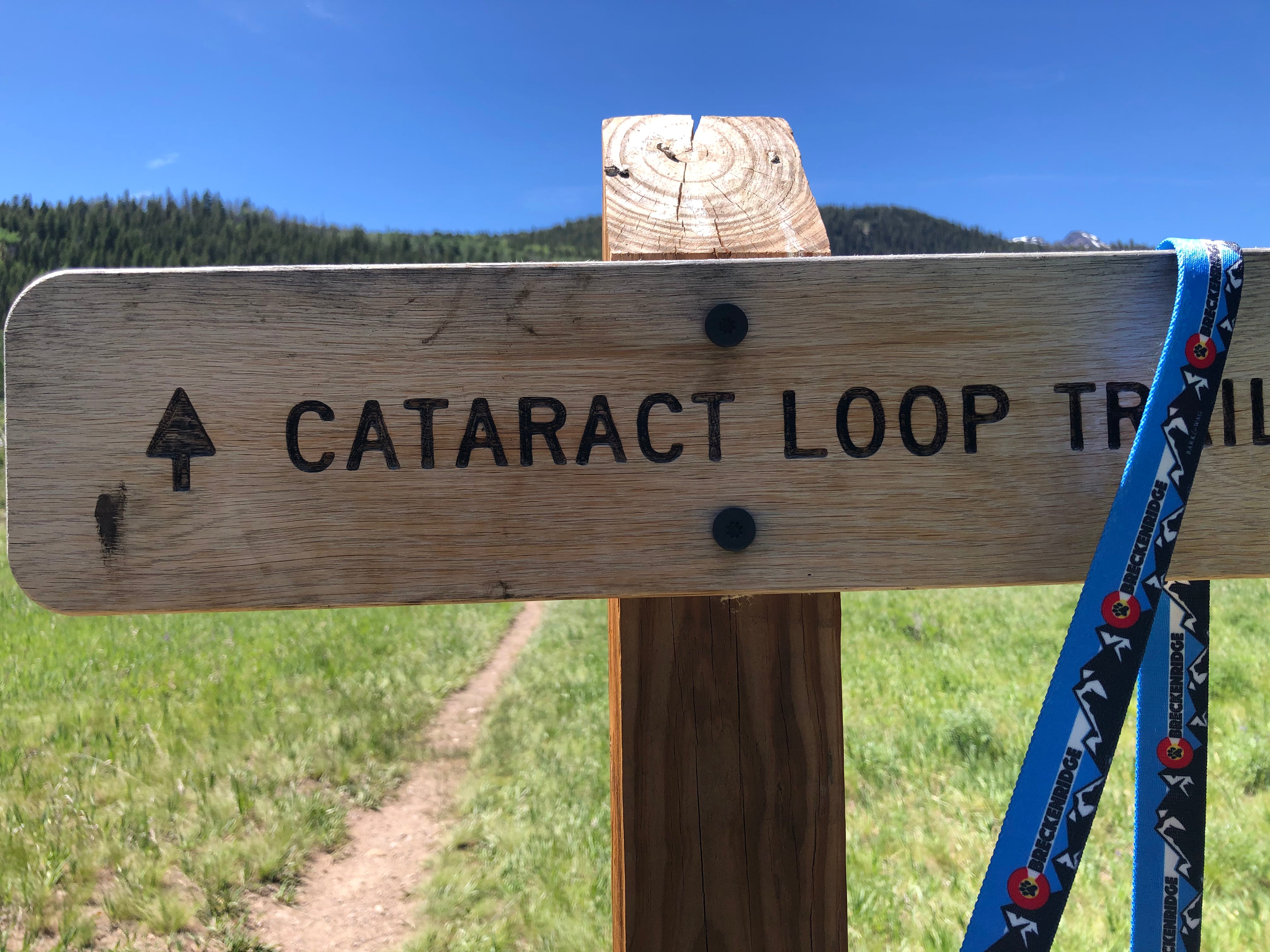 Mountain Dog  Blue Leash