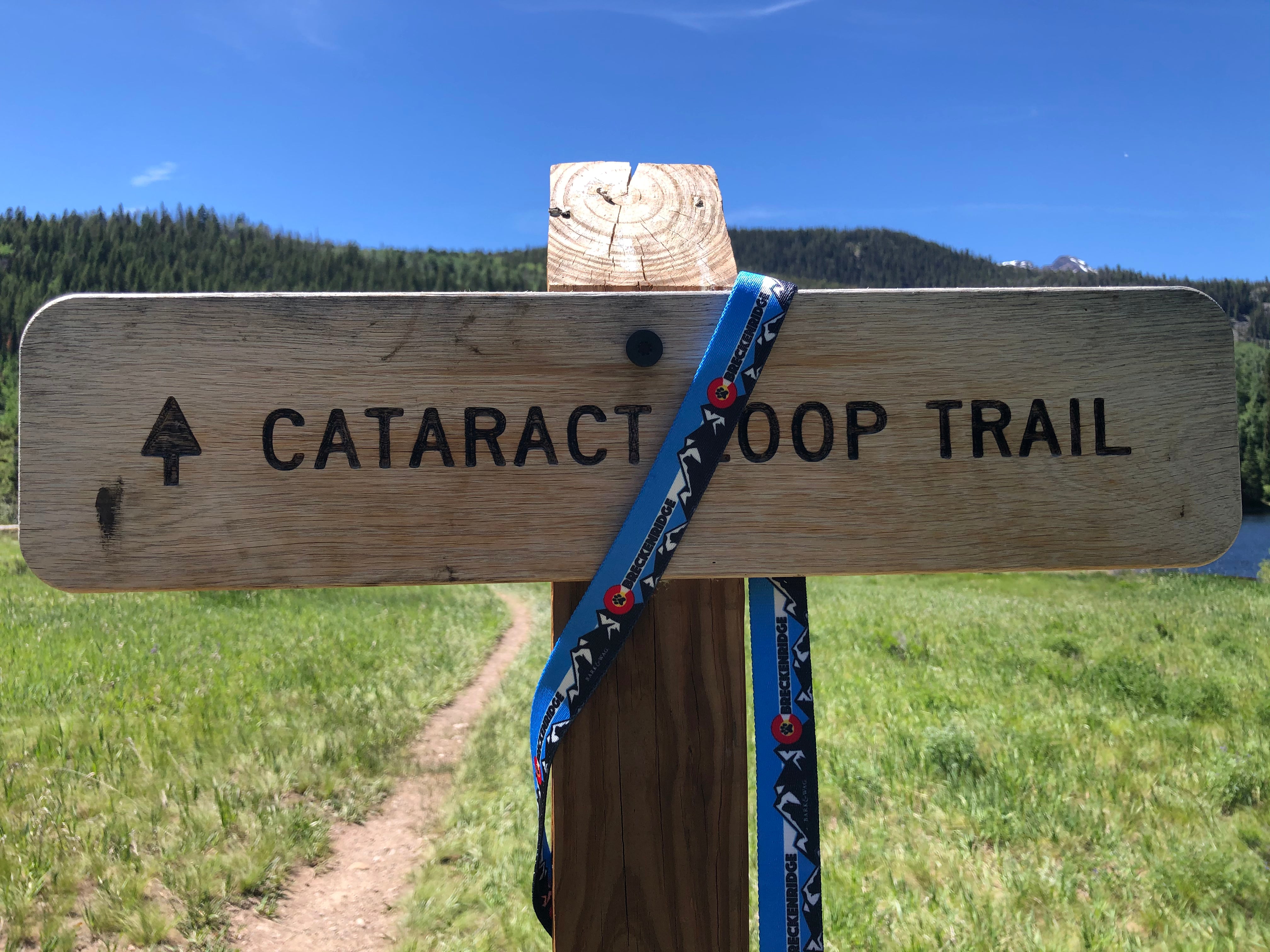 Mountain Dog  Blue Leash