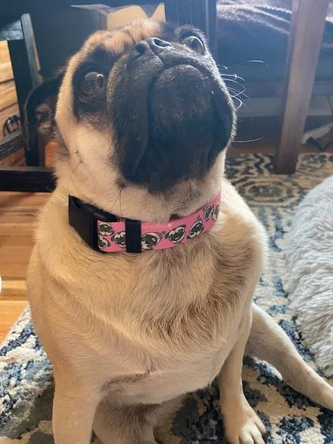 Chuck the Pug Pink Collar image 2