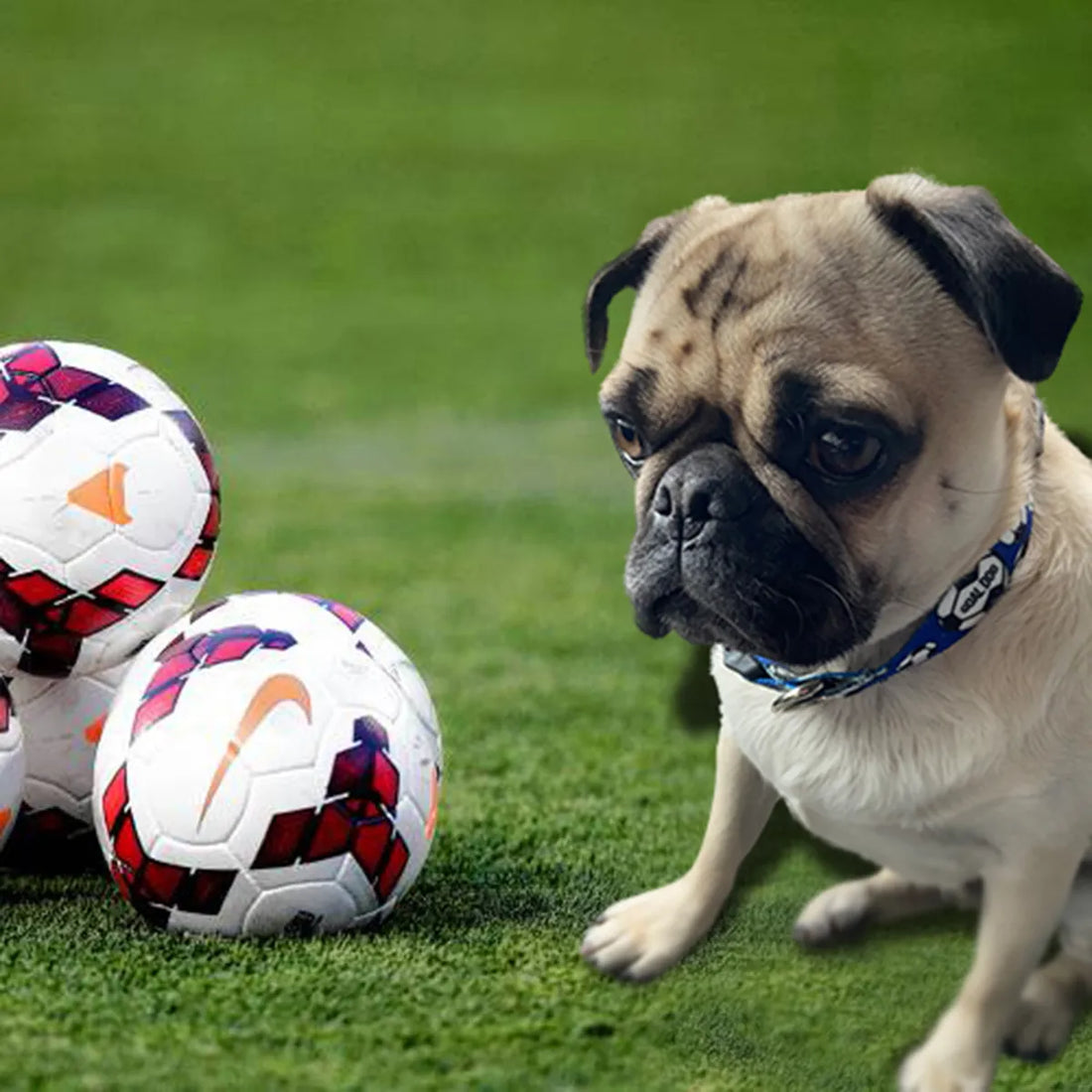 Goal Dog Blue Soccer Collar image 3