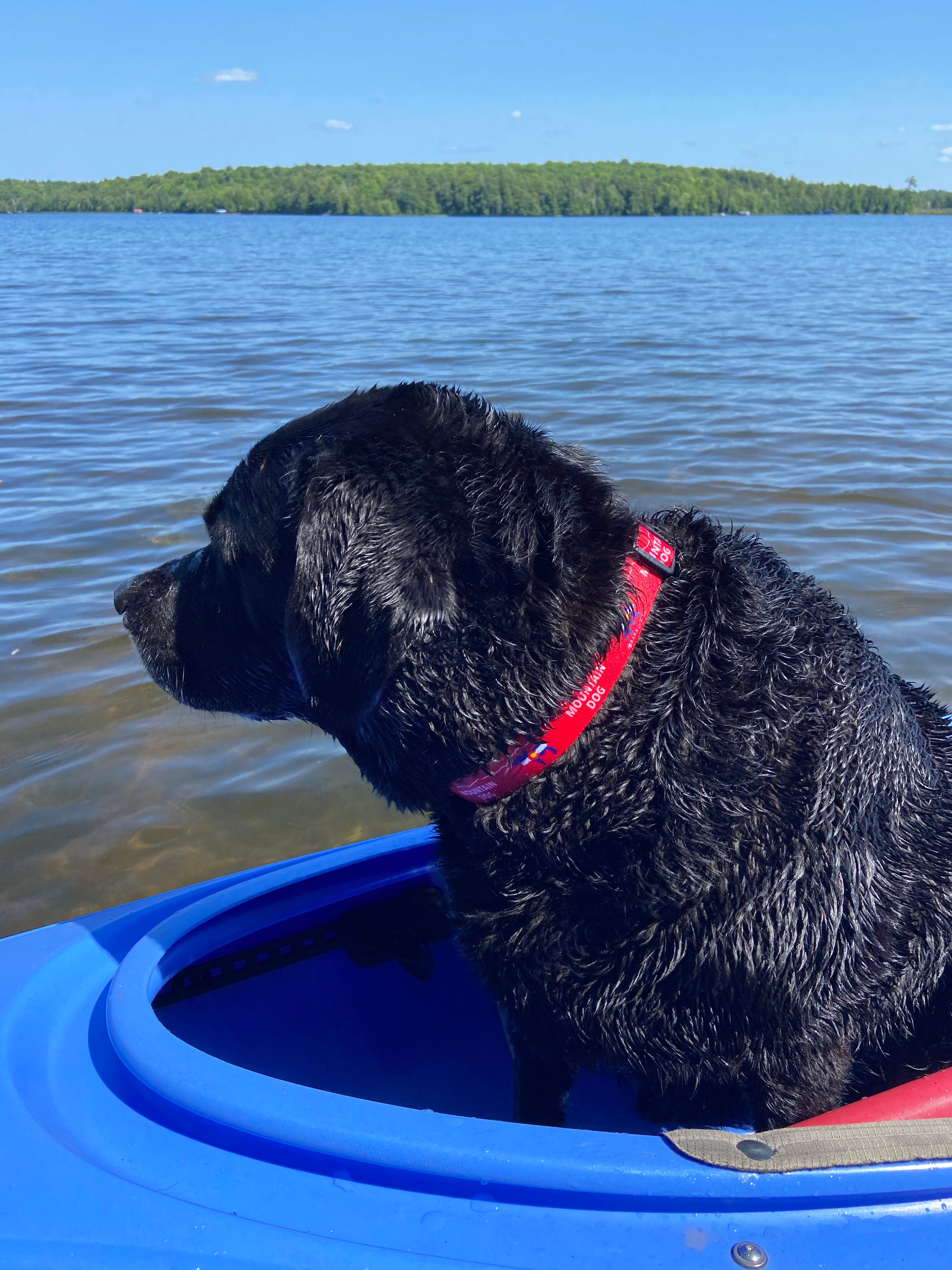 Colorado Mountain Dog Bear & Moose Collar image 2