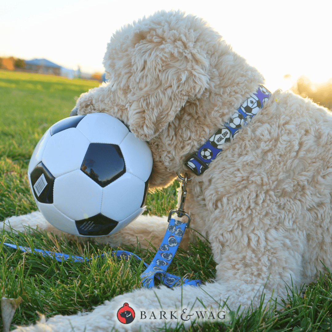 Goal Dog Blue Soccer Collar image 1