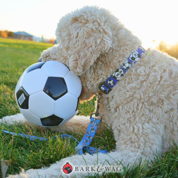 Goal Dog Blue Soccer Collar image 1