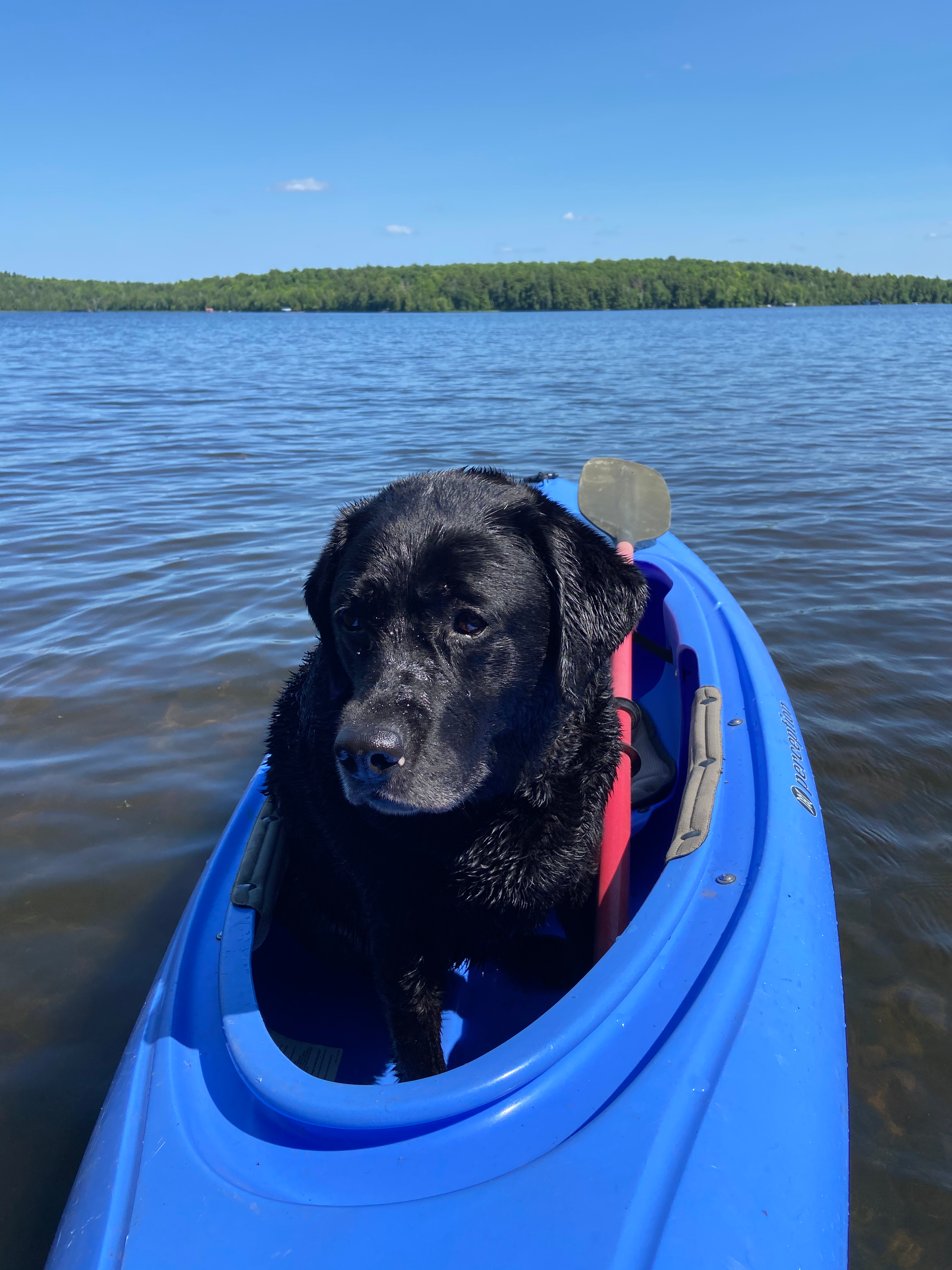 Colorado Mountain Dog Bear & Moose Collar image 4