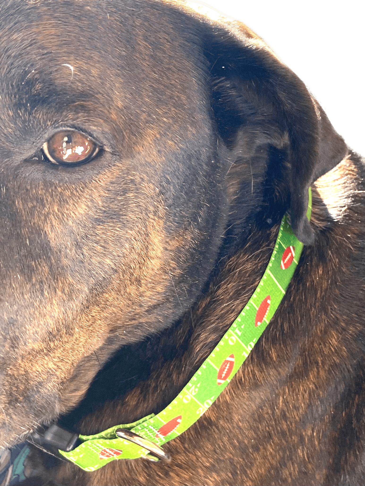 Touchdown Dog Football Collar image 2