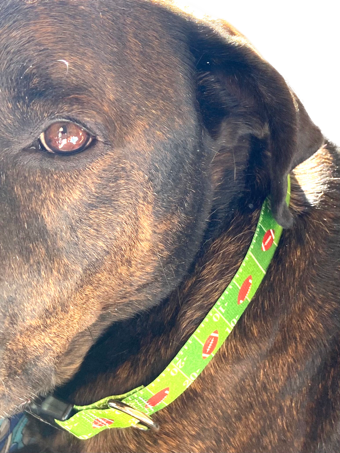 Touchdown Dog Football Collar image 2